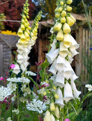 Foxglove Alba White - REGN