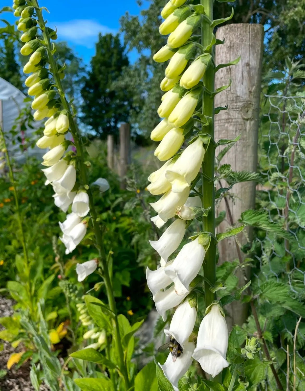 Foxglove Alba White - REGN