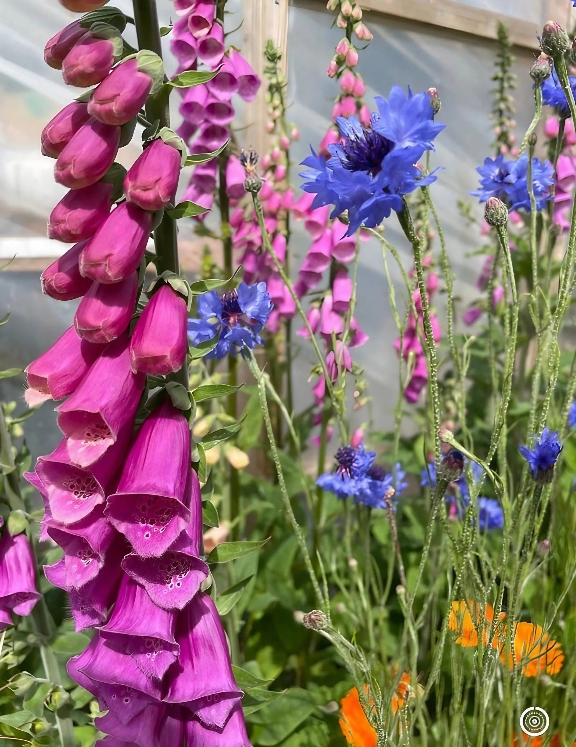 Foxglove Bishy Barnabee Mix - REGN