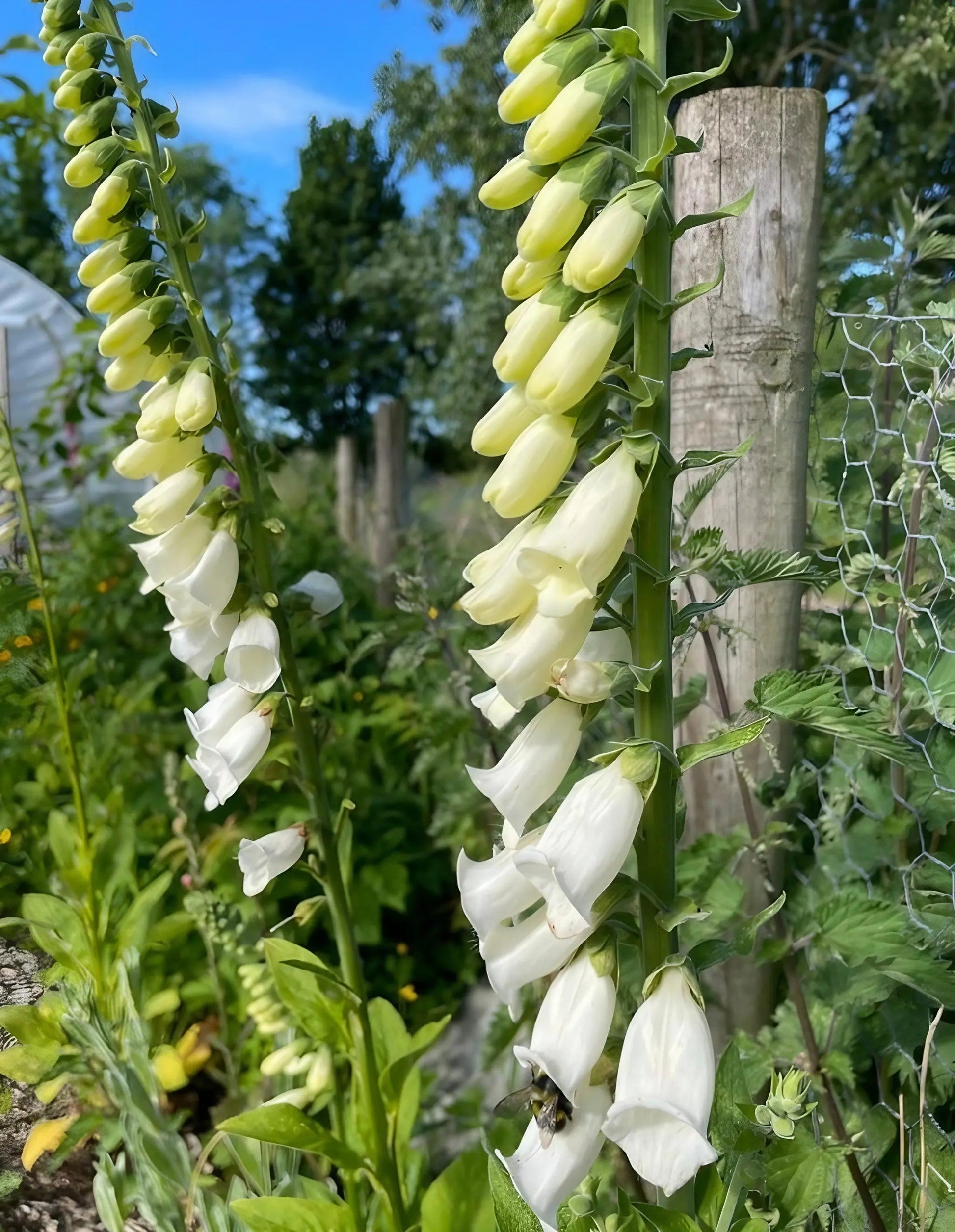 Foxglove Bishy Barnabee Mix - REGN