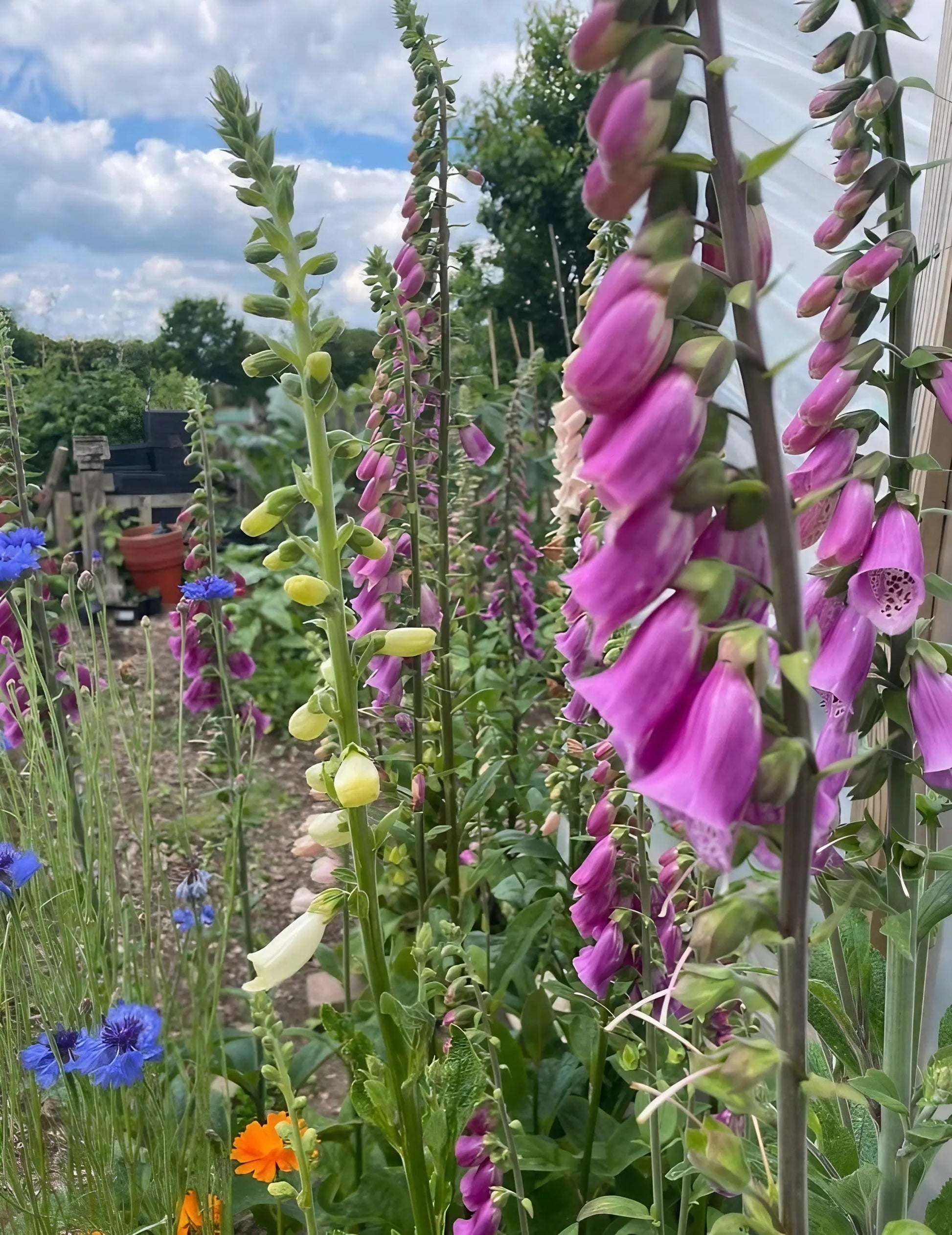 Foxglove Bishy Barnabee Mix - REGN