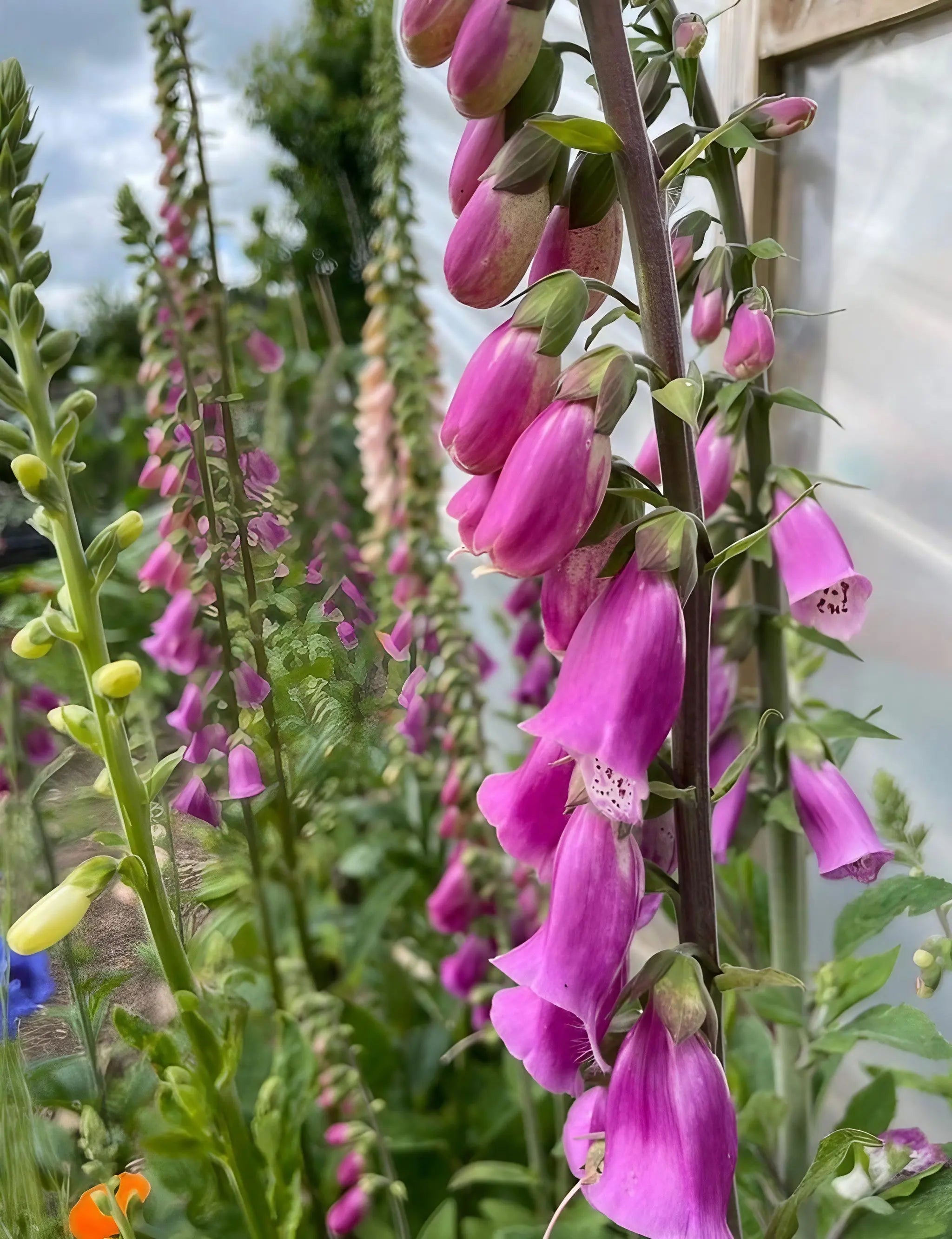 Foxglove Bishy Barnabee Mix - REGN