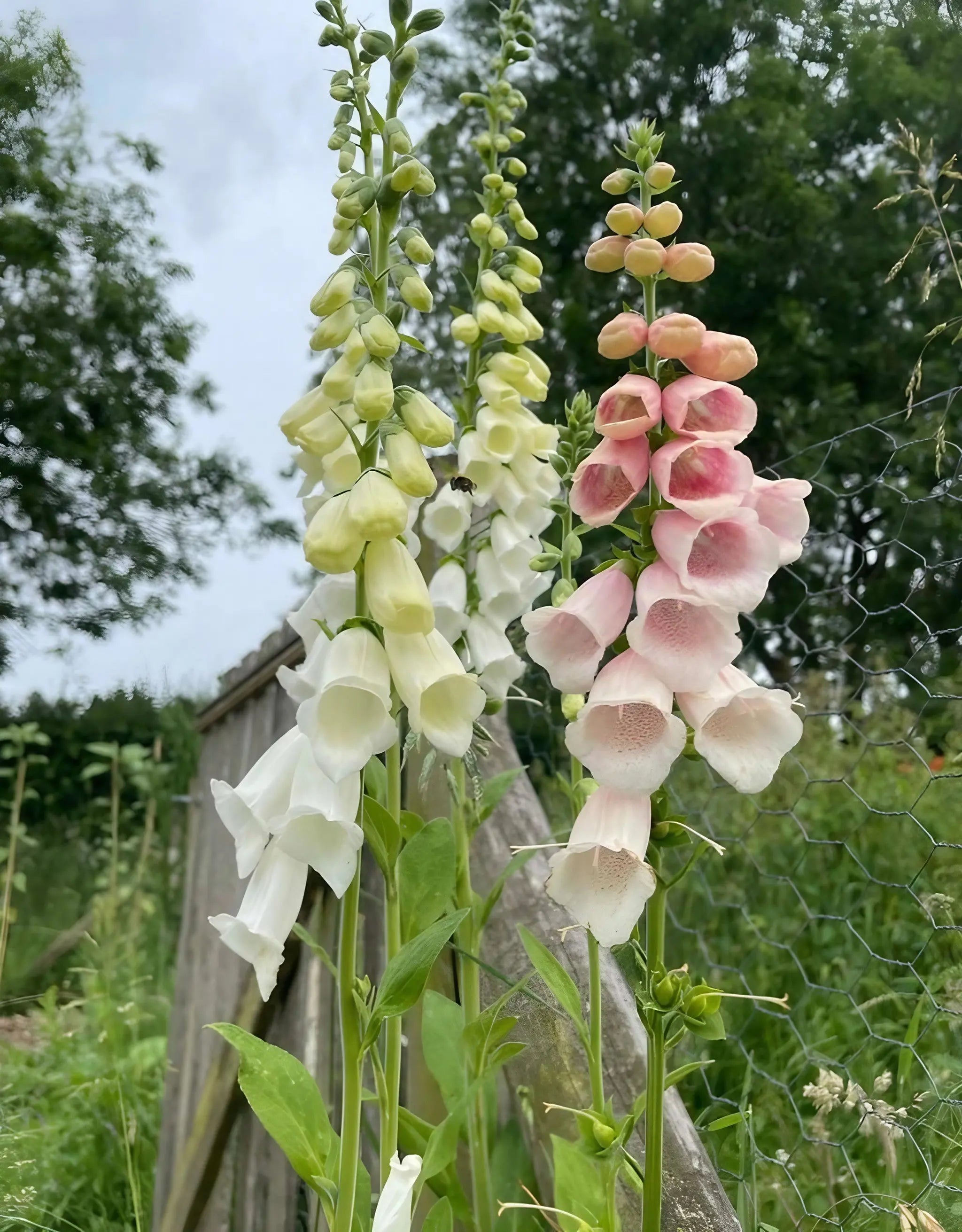 Foxglove Bishy Barnabee Mix - REGN