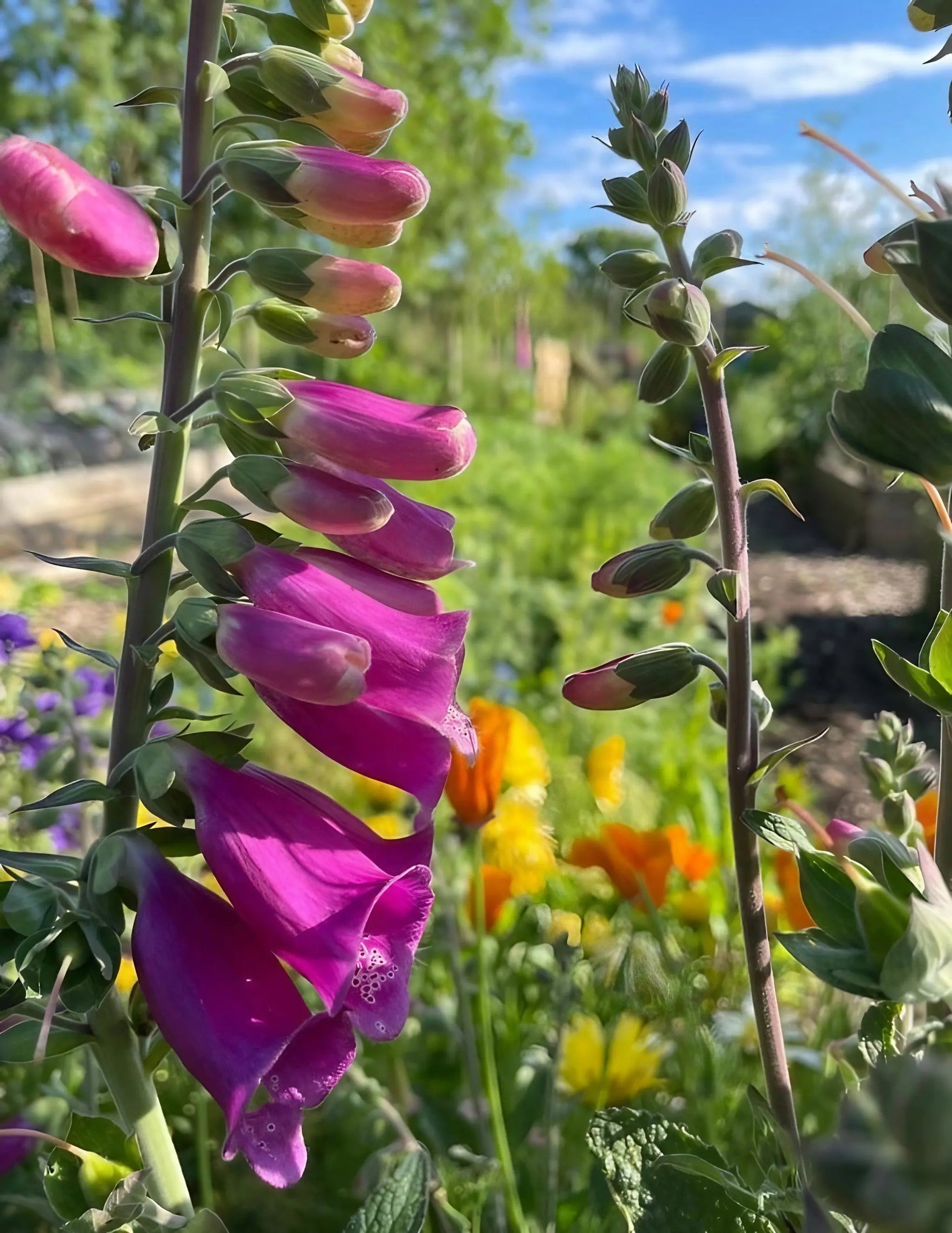 Foxglove Bishy Barnabee Mix - REGN