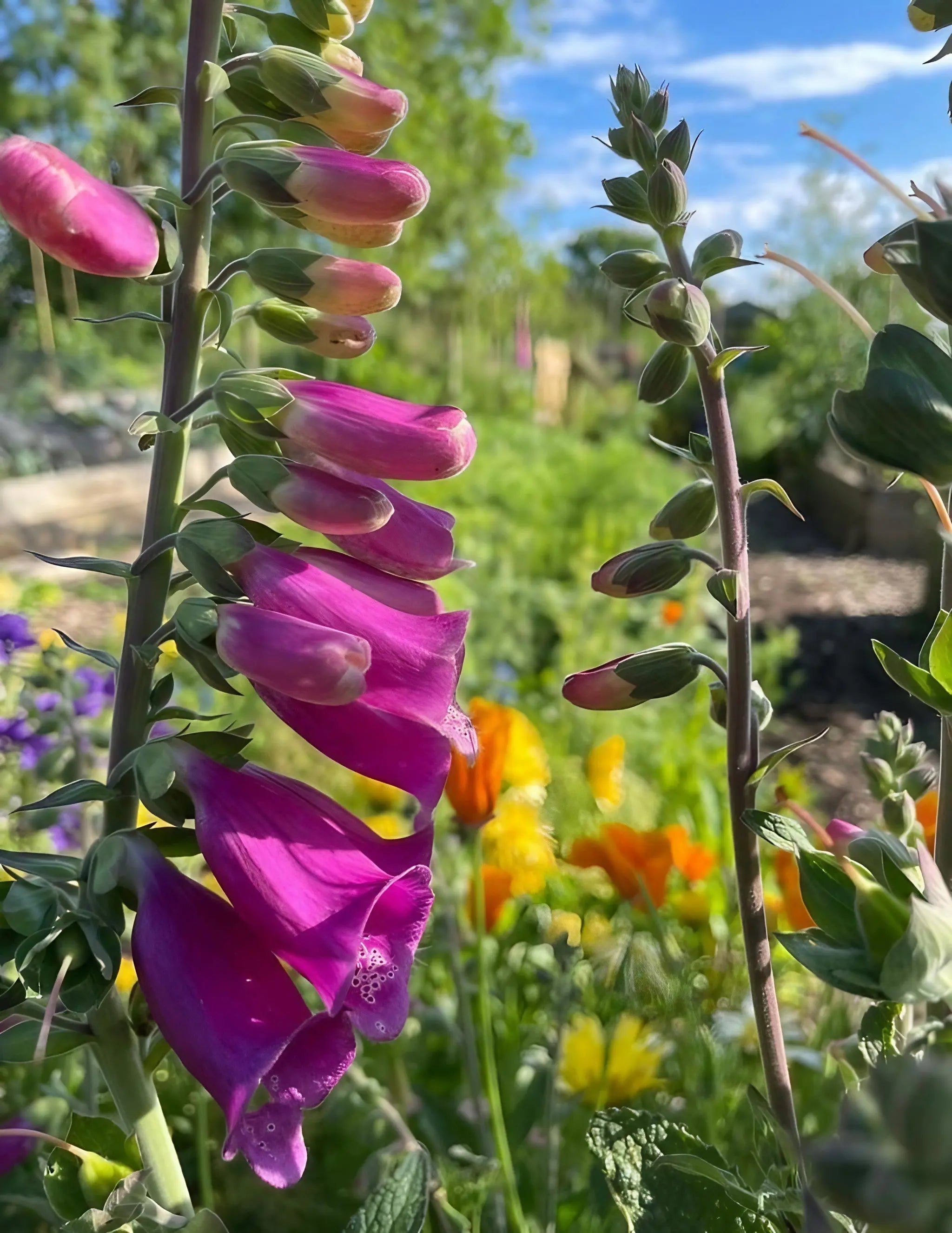 Foxglove Bishy Barnabee Mix - REGN