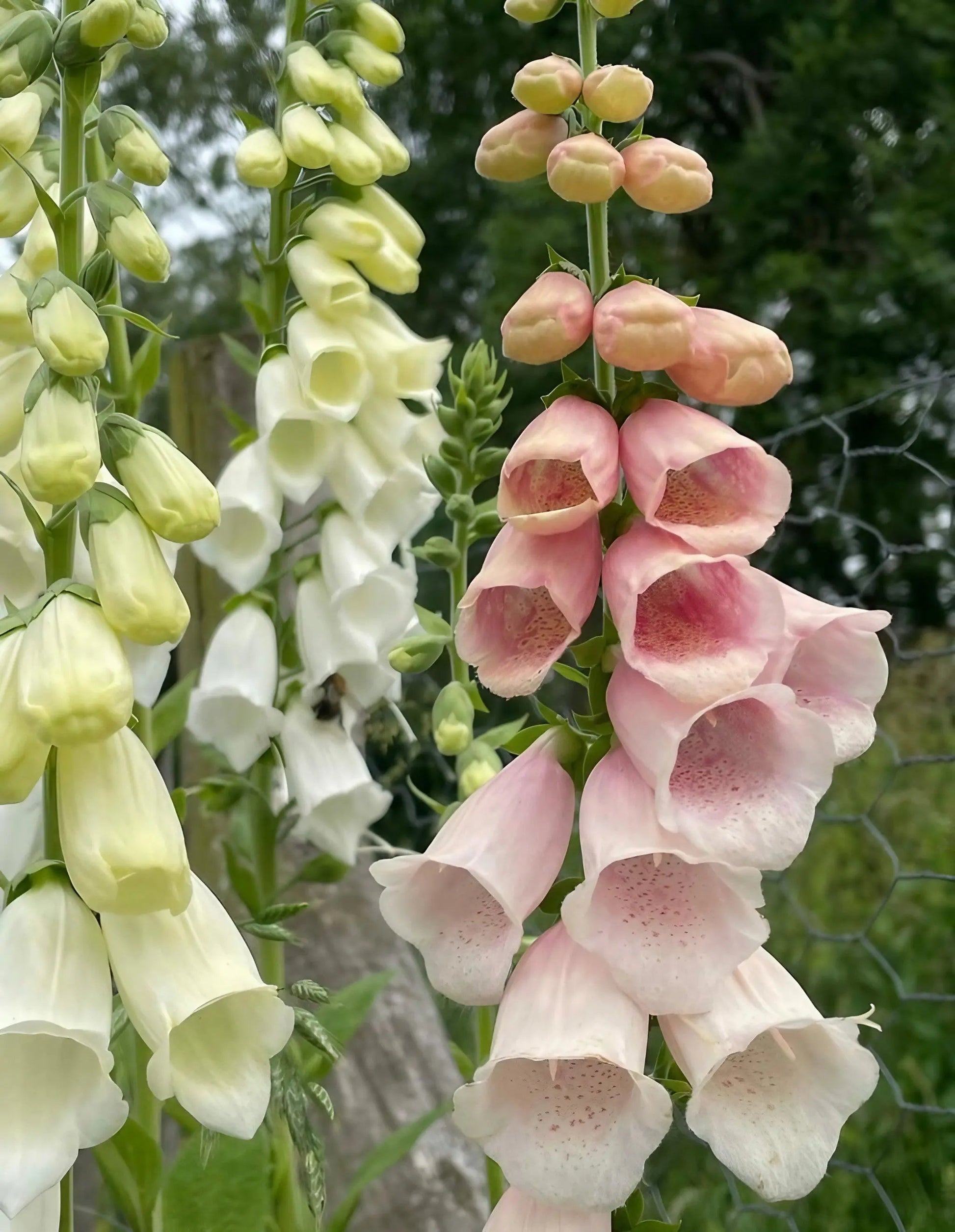 Foxglove Bishy Barnabee Mix - REGN