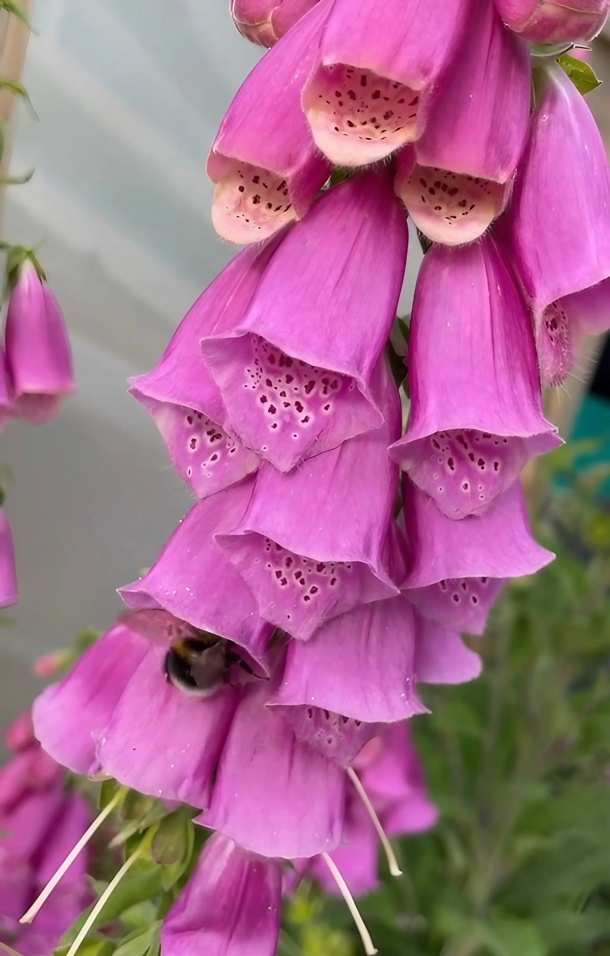 Foxglove Bishy Barnabee Mix - REGN