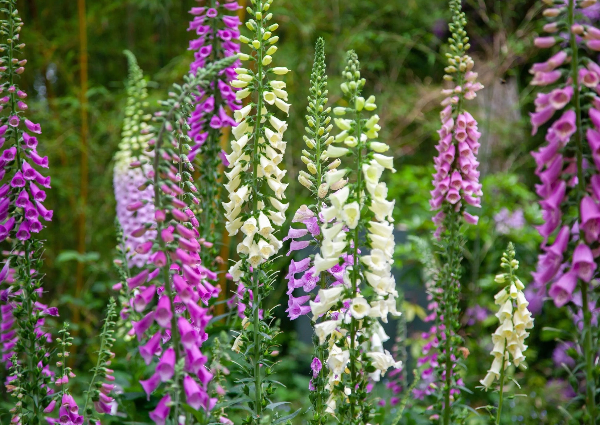 Foxglove Excelsior Mix - REGN