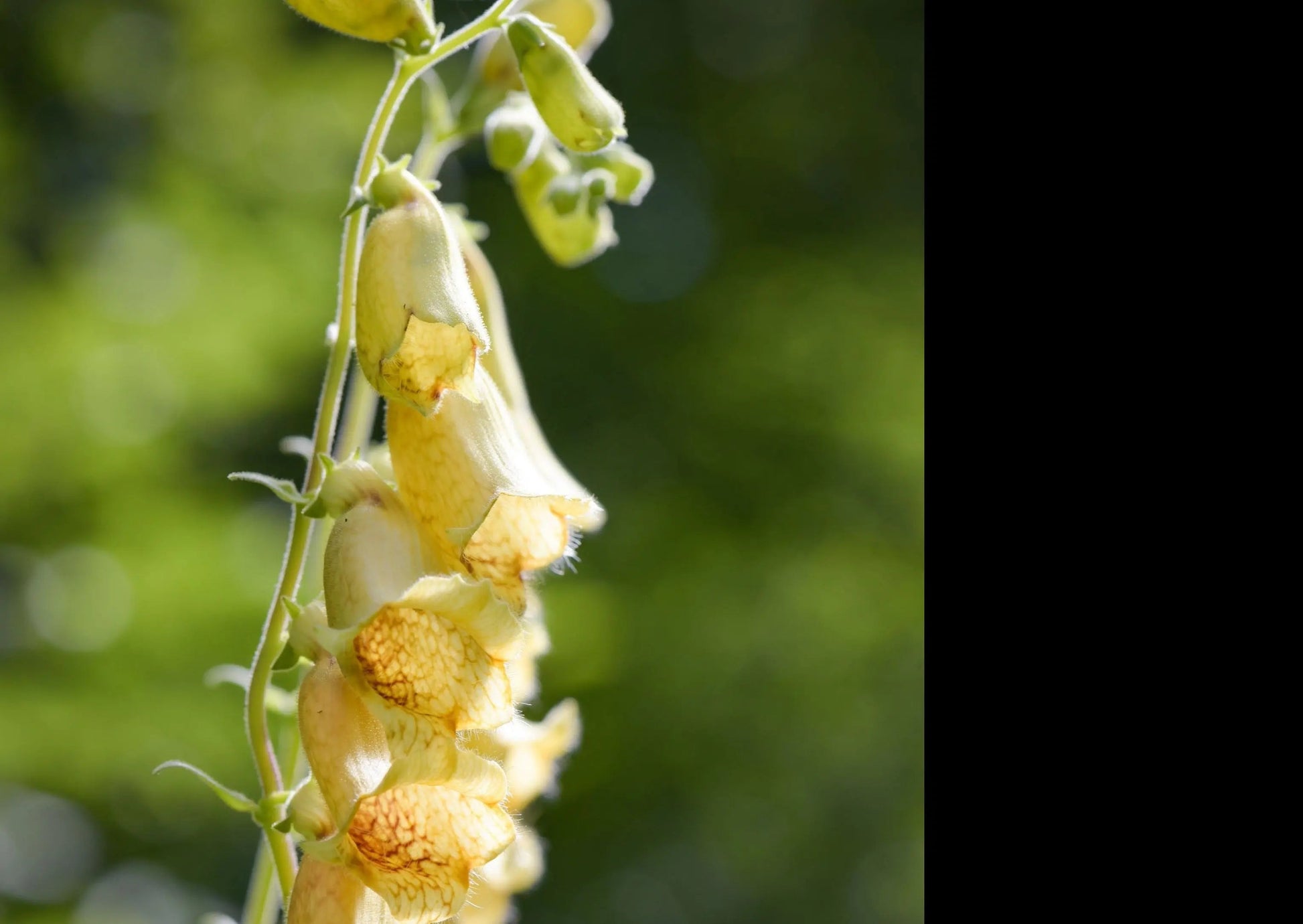 Foxglove Primrose Yellow - REGN