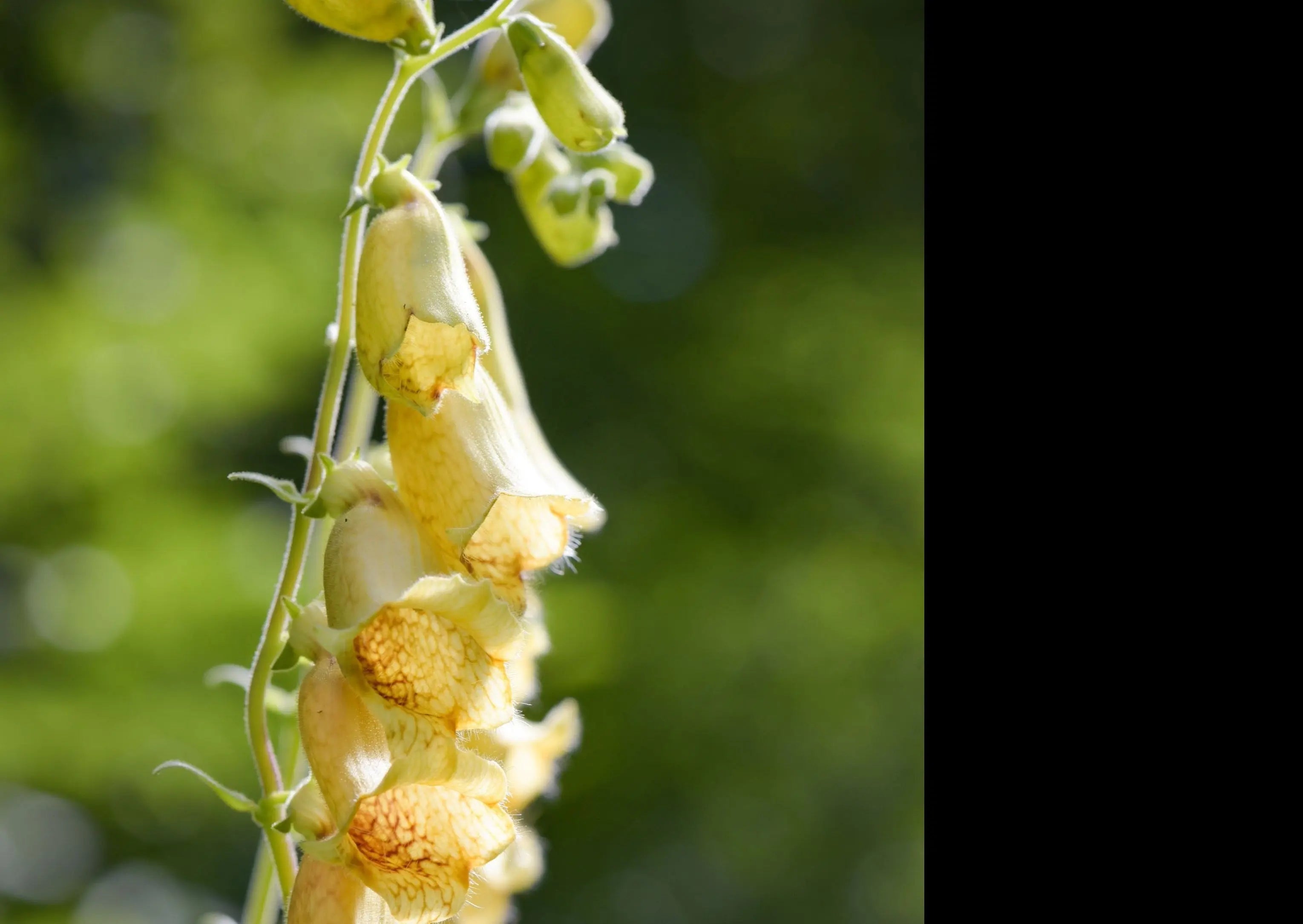 Foxglove Primrose Yellow - REGN