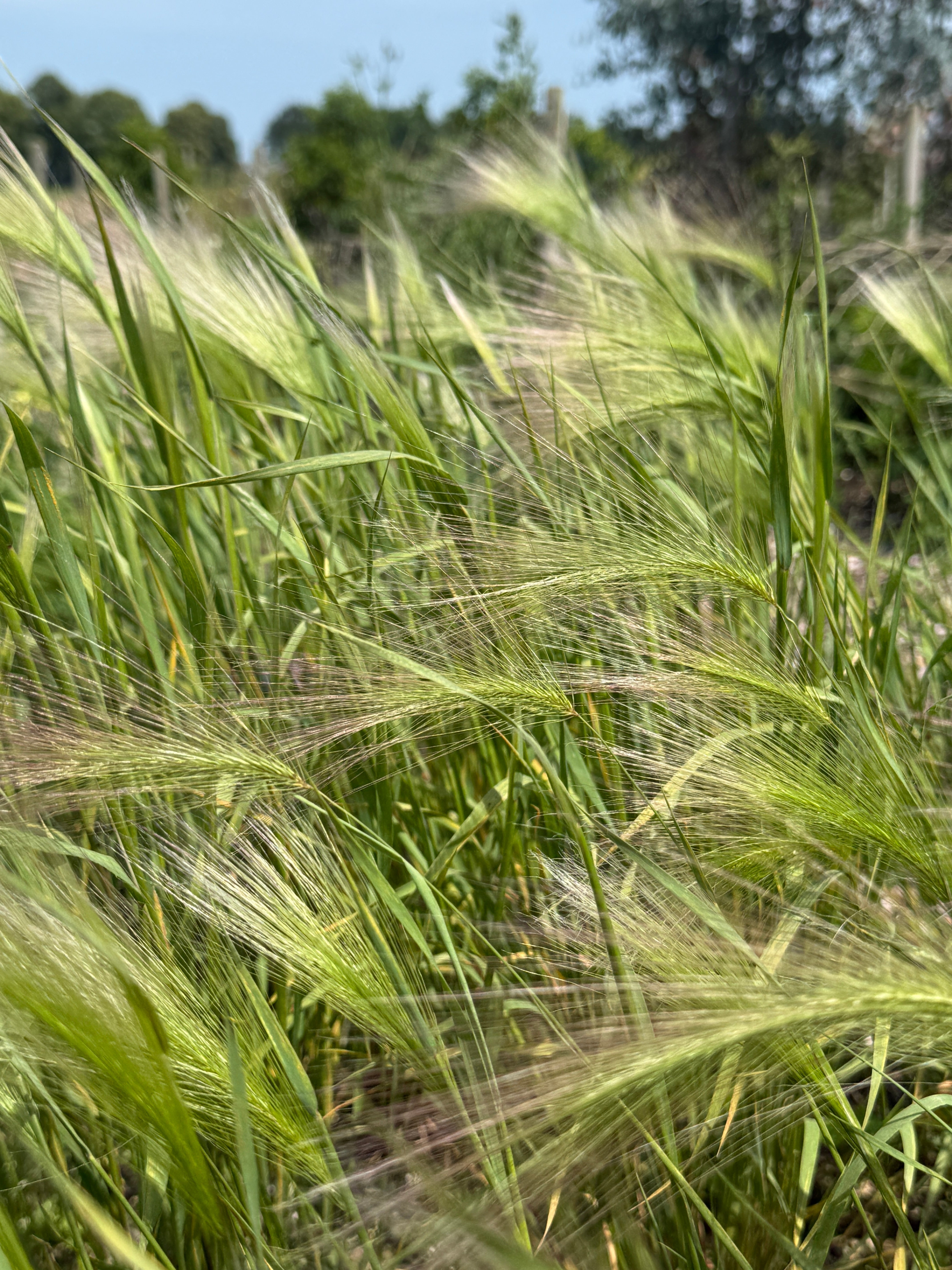 Foxtail Barley (Hordeum Jubatum) - REGN