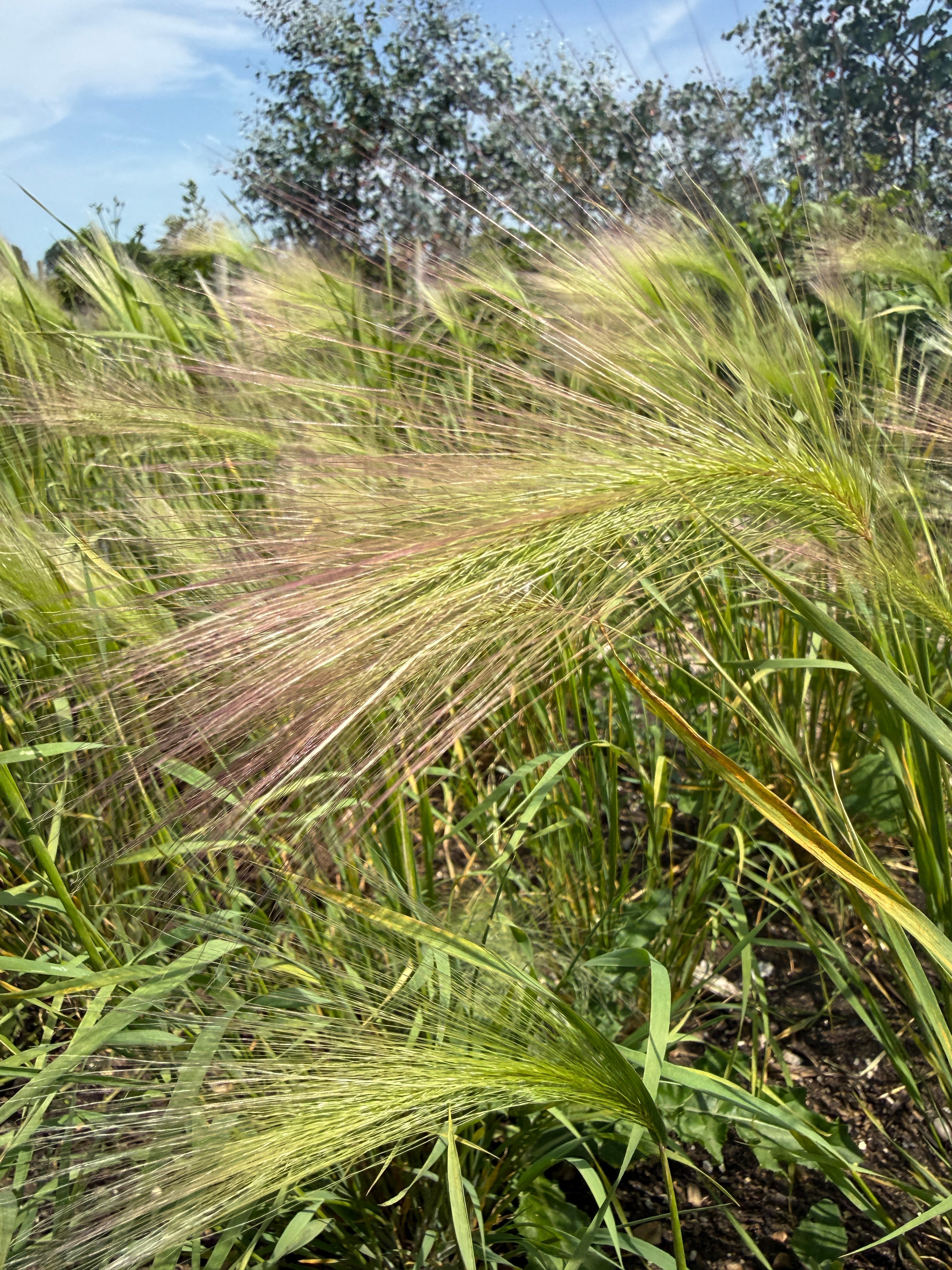 Foxtail Barley (Hordeum Jubatum) - REGN