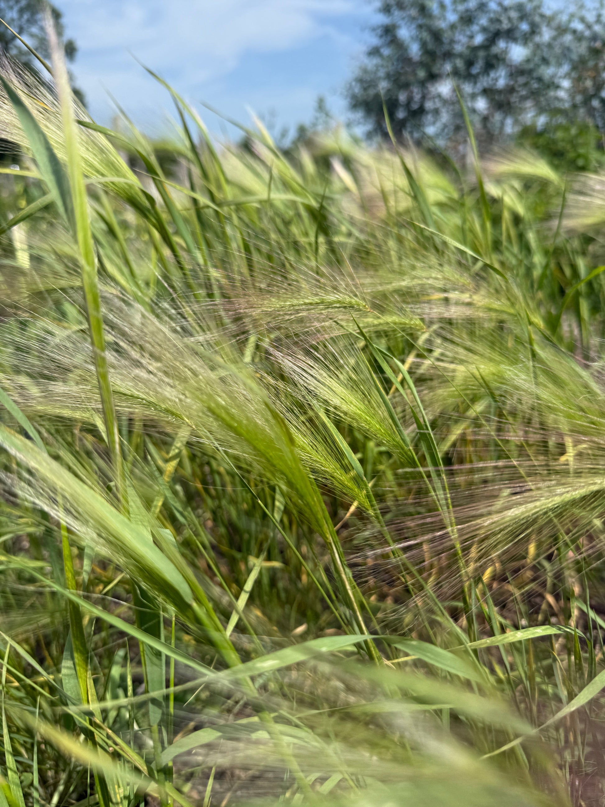 Foxtail Barley (Hordeum Jubatum) - REGN