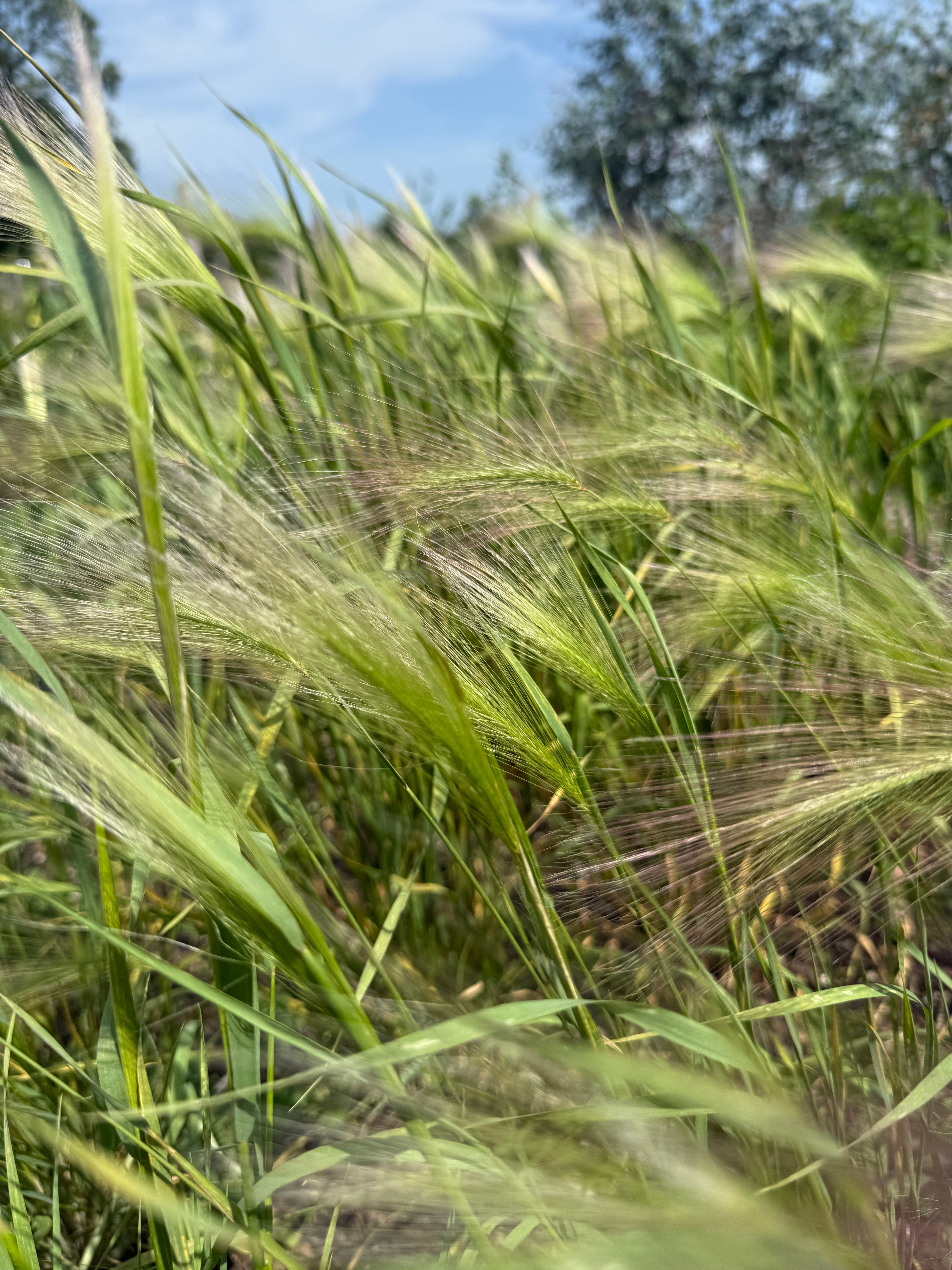 Foxtail Barley (Hordeum Jubatum) - REGN