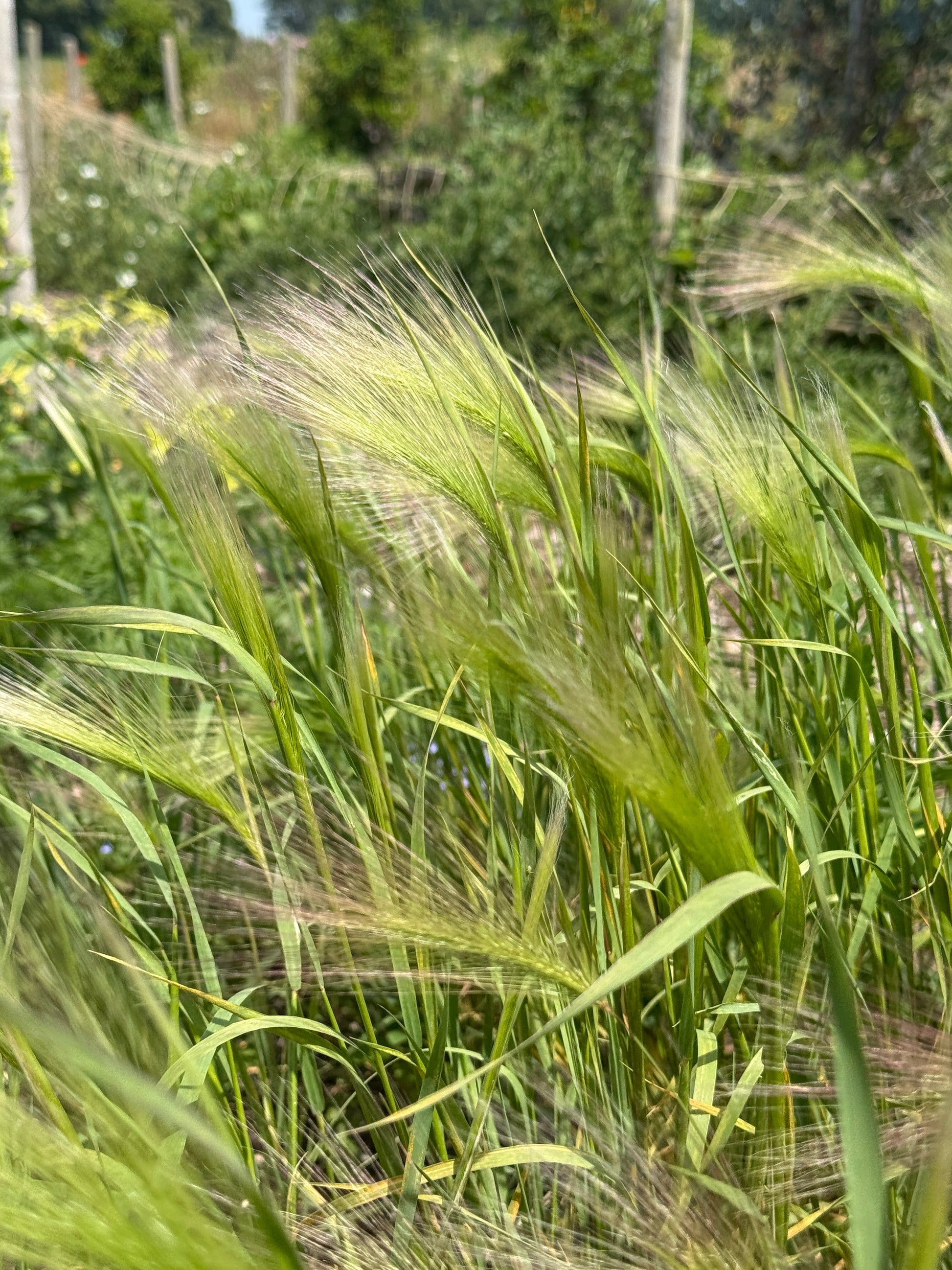 Foxtail Barley (Hordeum Jubatum) - REGN