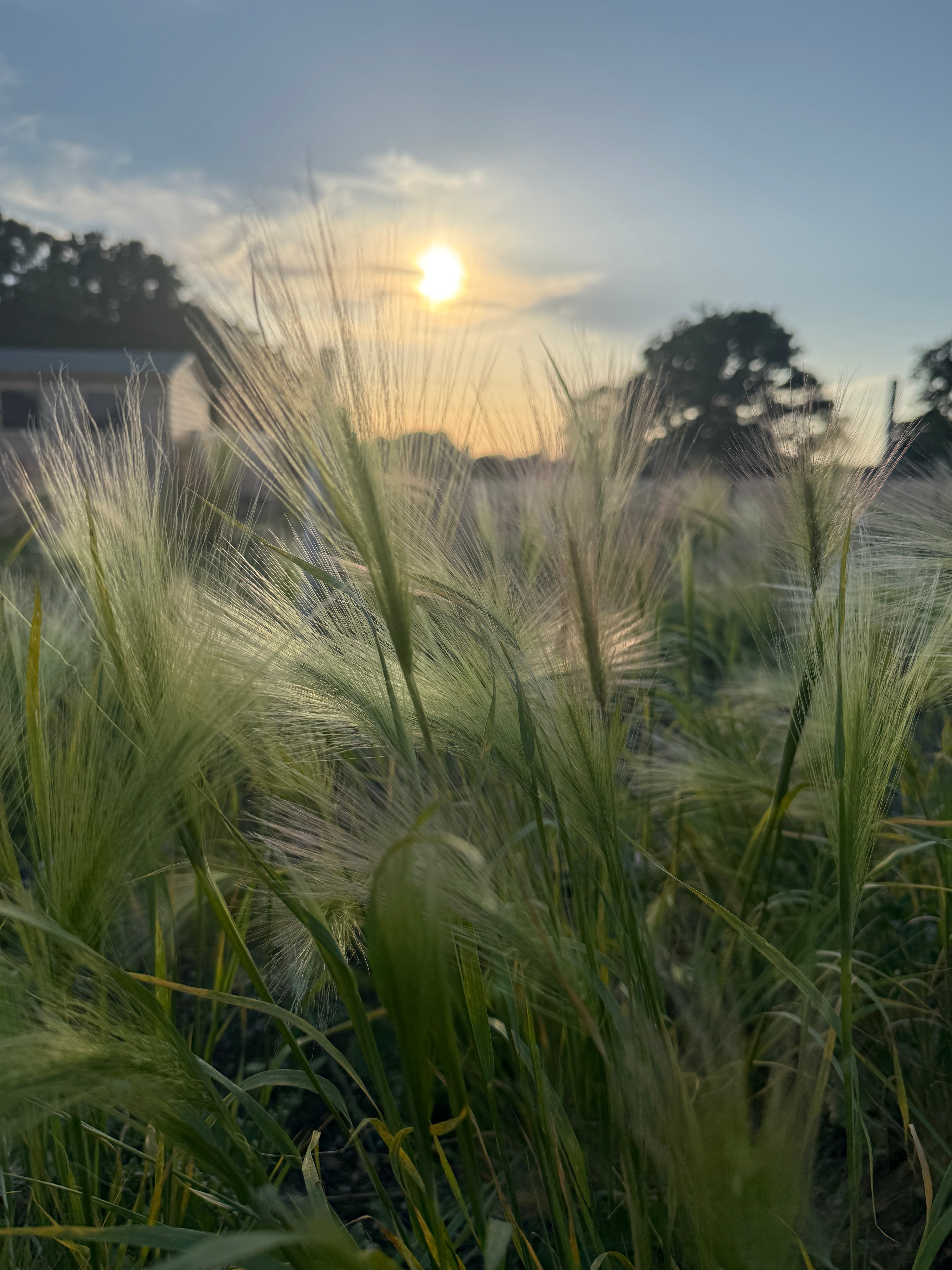 Foxtail Barley (Hordeum Jubatum) - REGN