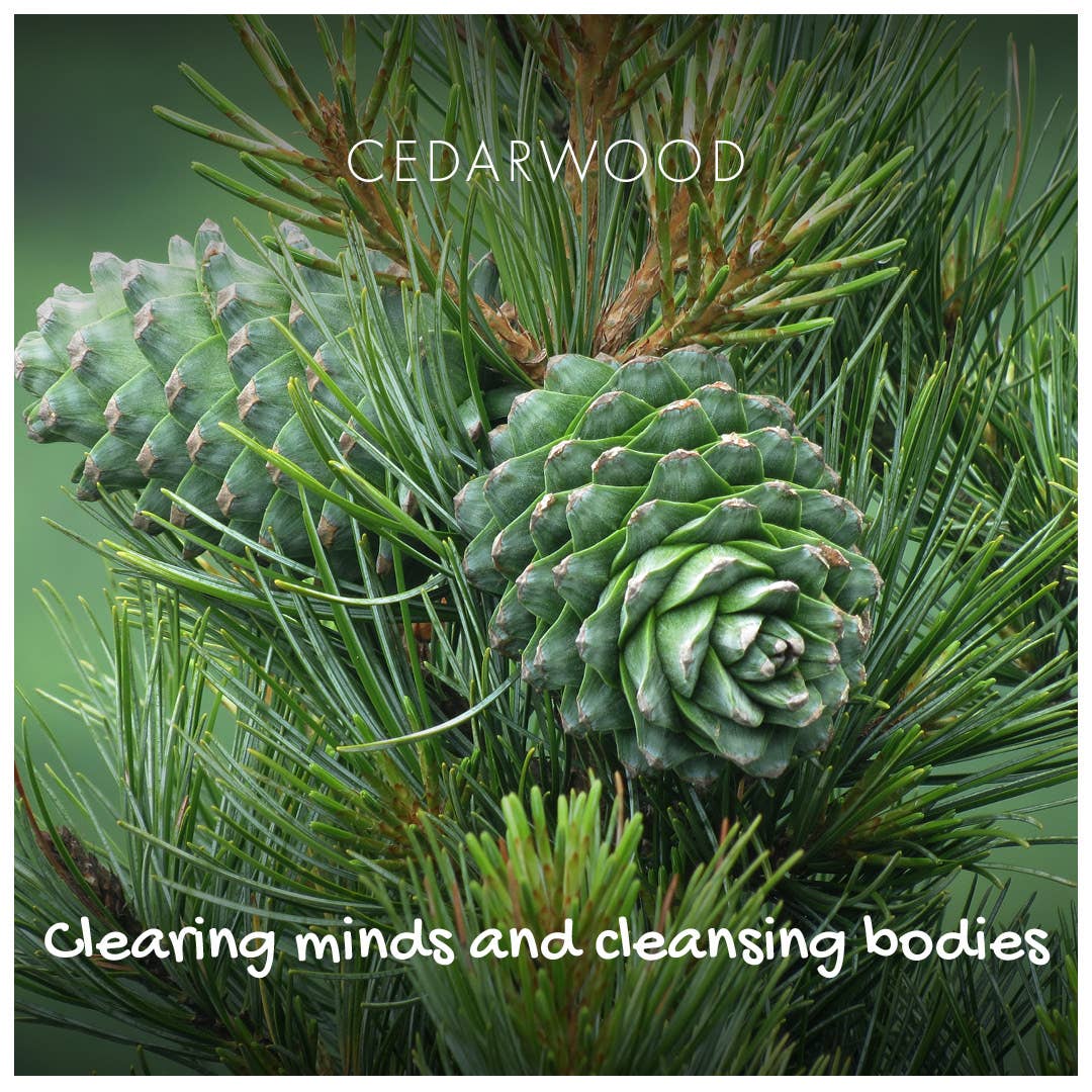 Friendly Soap Cedarwood Soap Bar | Plastic-Free Vegan Soap - REGN