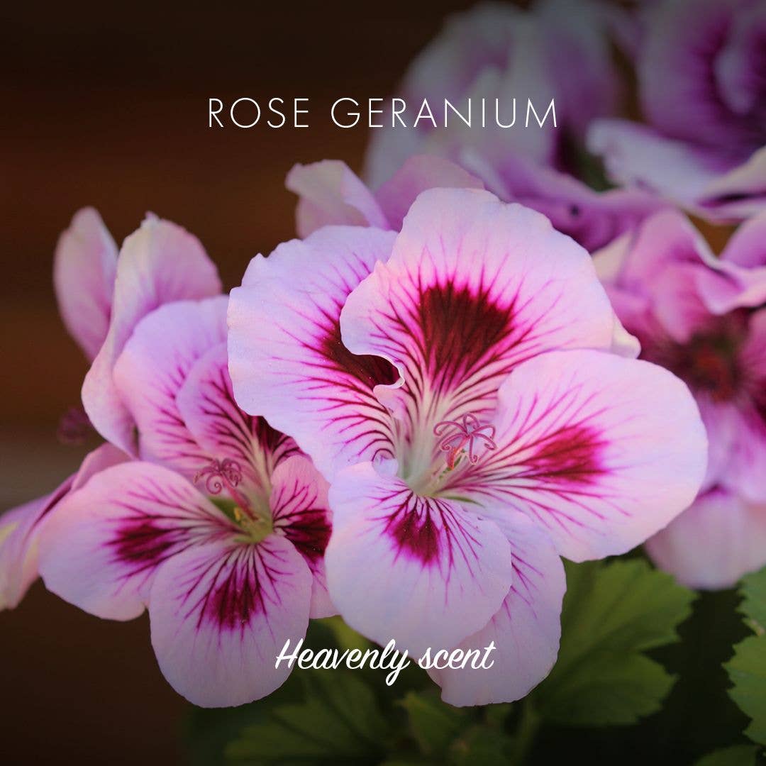 Friendly Soap Rose Geranium Soap Bar | Plastic-Free Vegan Soap - REGN