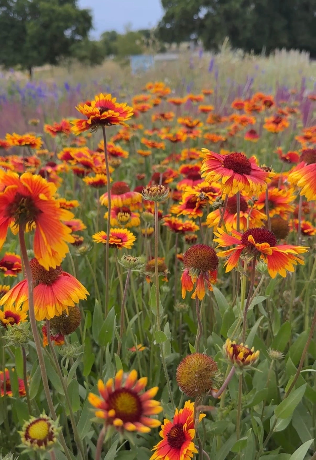 Gaillardia Aristata Bicolour Goblin - REGN