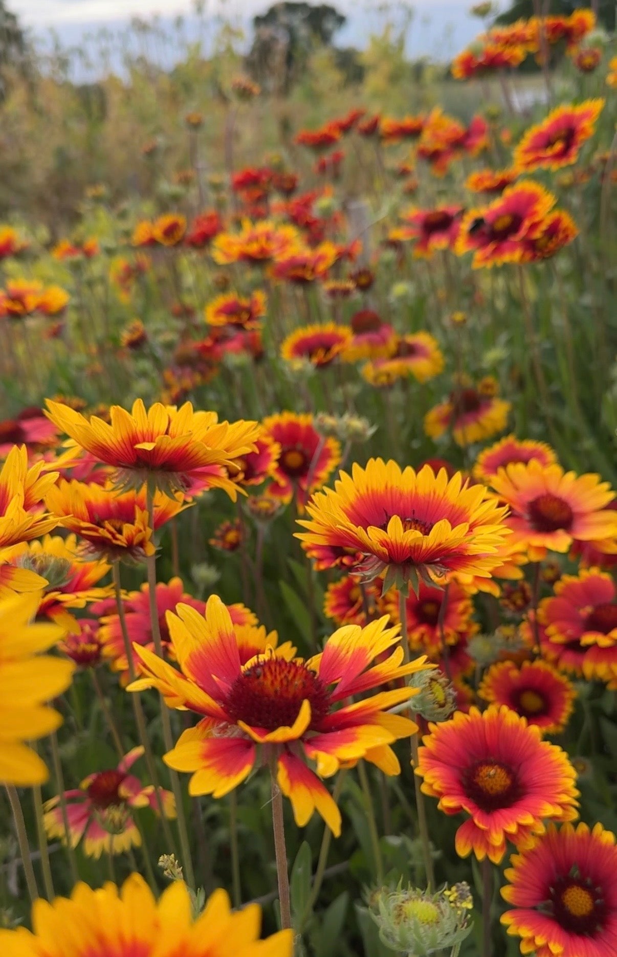 Gaillardia Aristata Bicolour Goblin - REGN