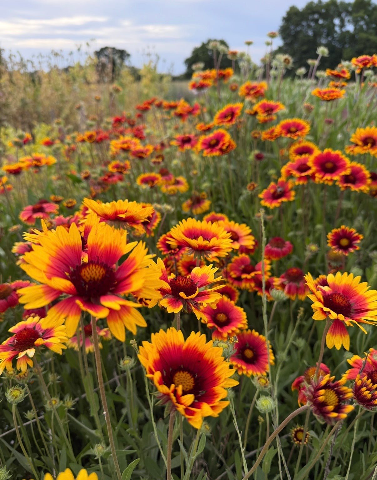 Gaillardia Aristata Bicolour Goblin - REGN