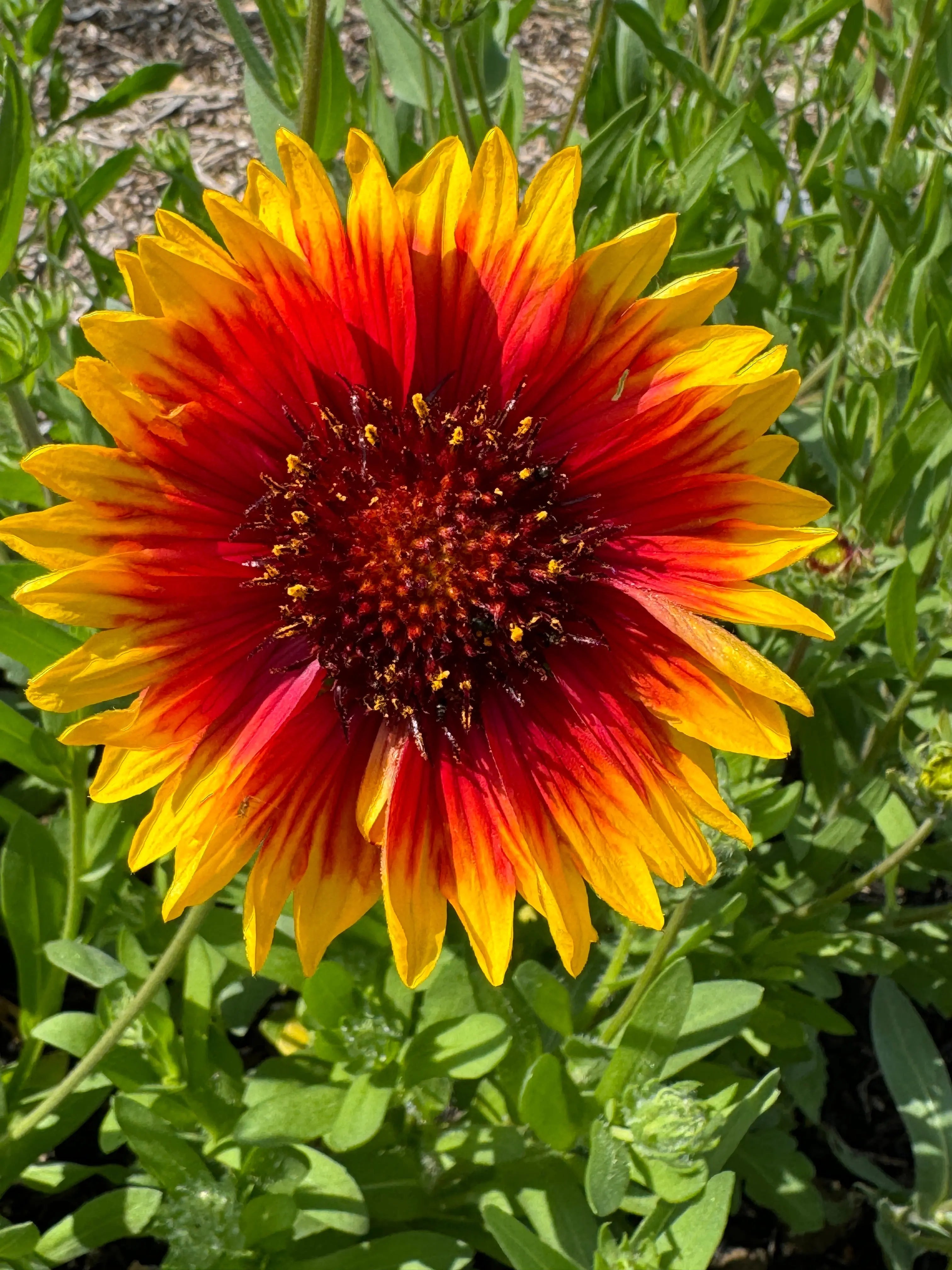 Gaillardia Aristata Bicolour Goblin - REGN