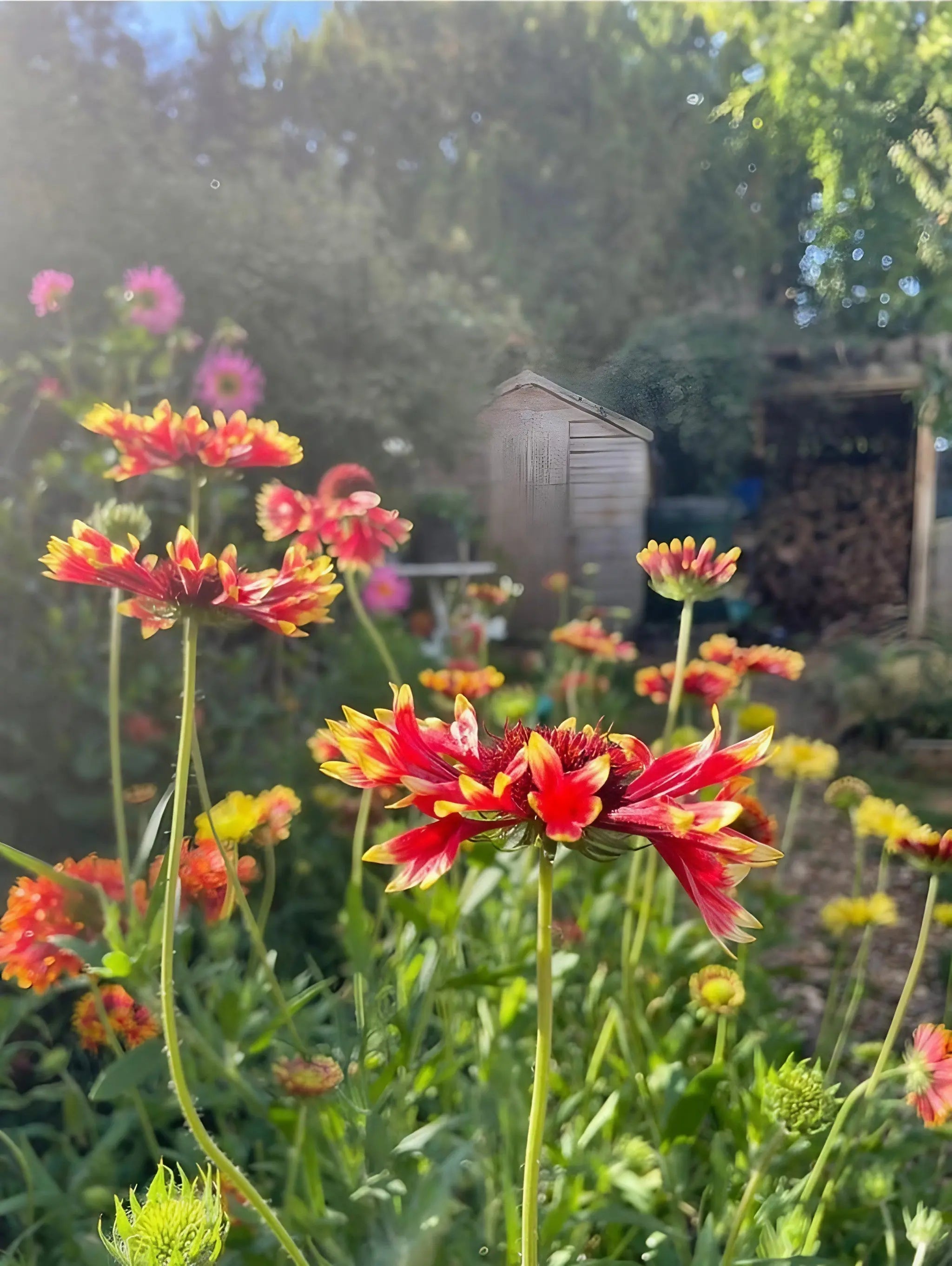 Gaillardia Aristata Bicolour Goblin - REGN