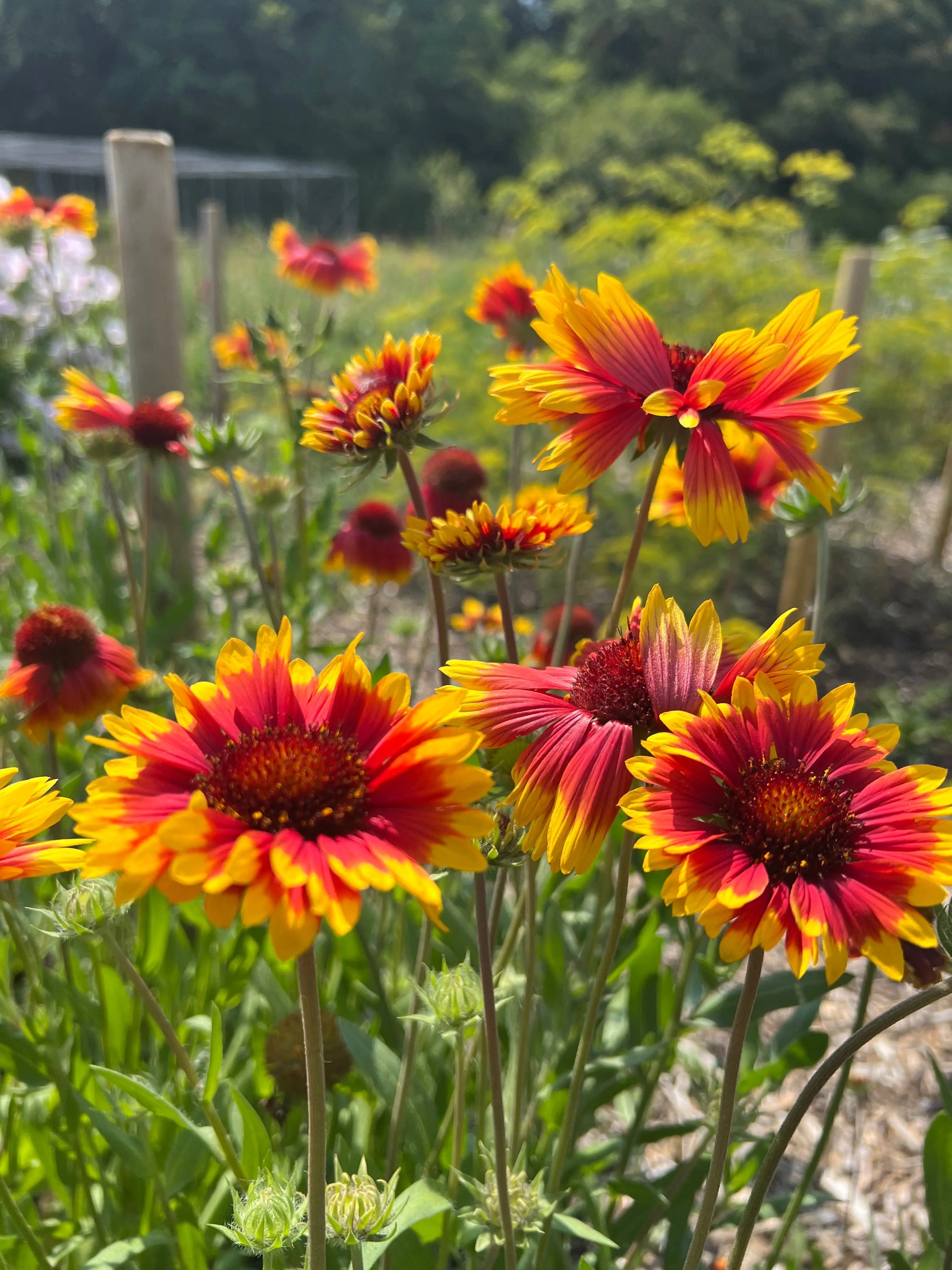 Gaillardia Aristata Bicolour Goblin - REGN