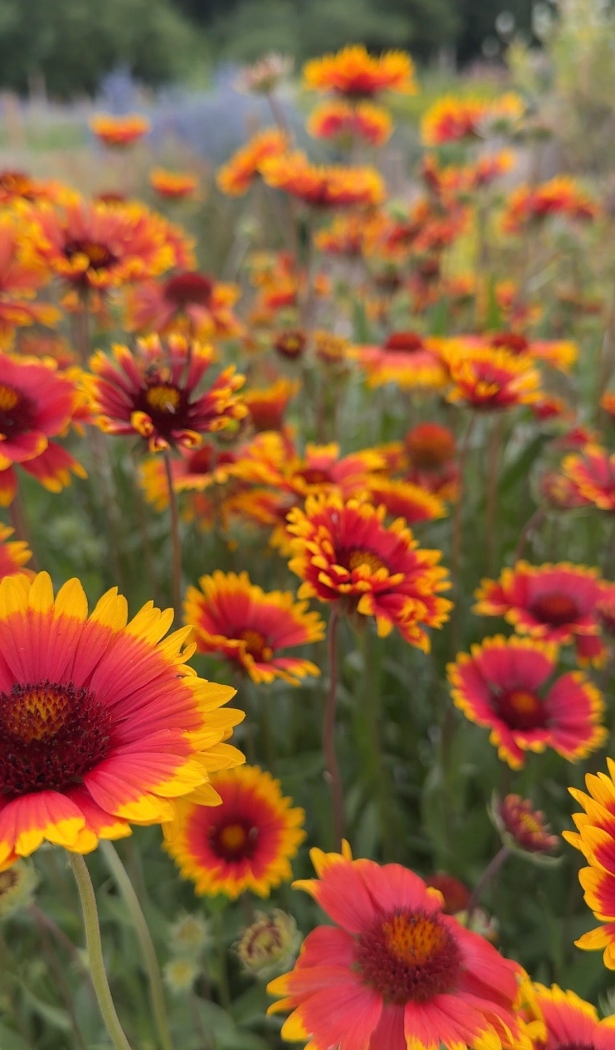 Gaillardia Aristata Bicolour Goblin - REGN