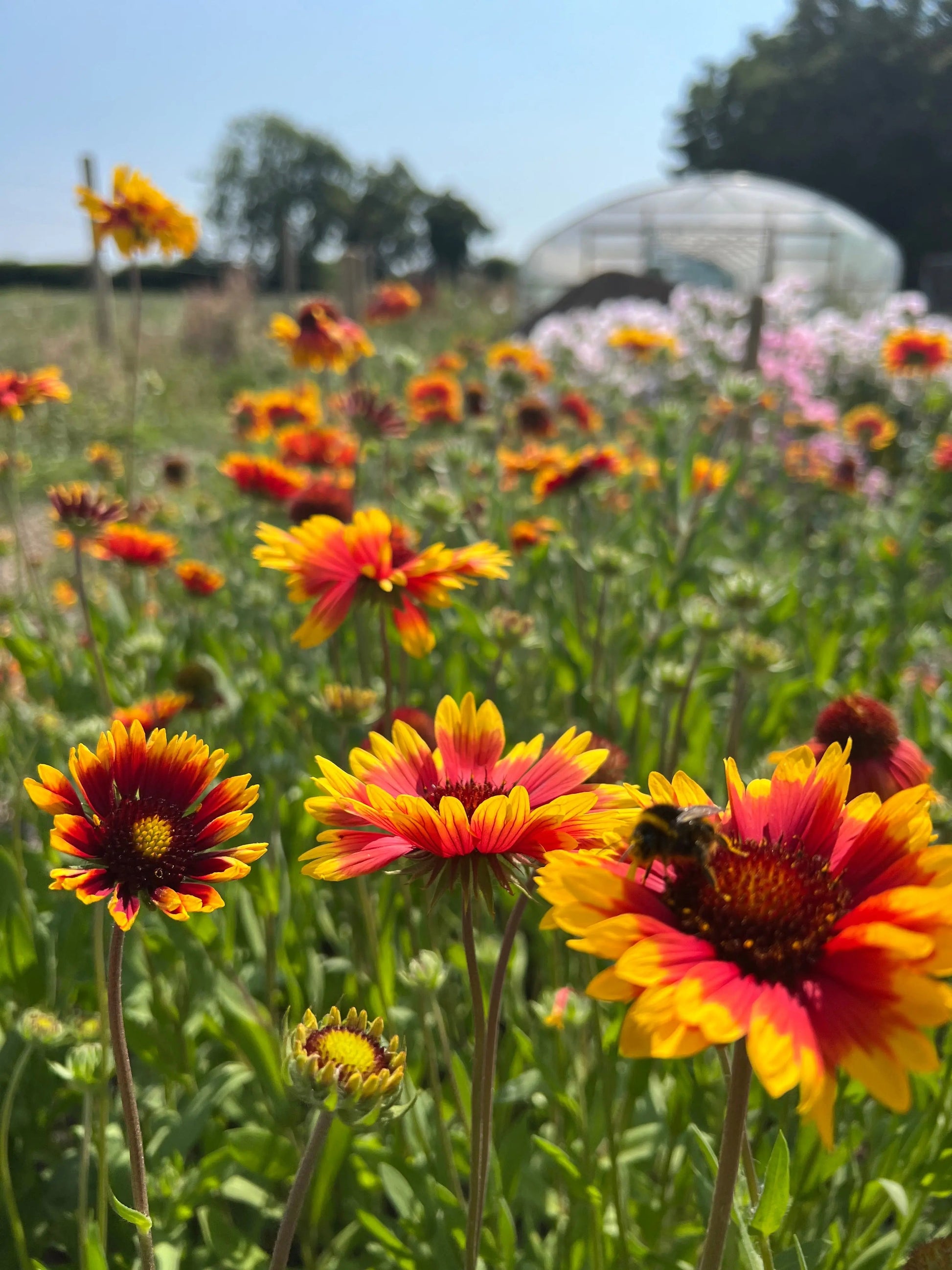 Gaillardia Aristata Bicolour Goblin - REGN