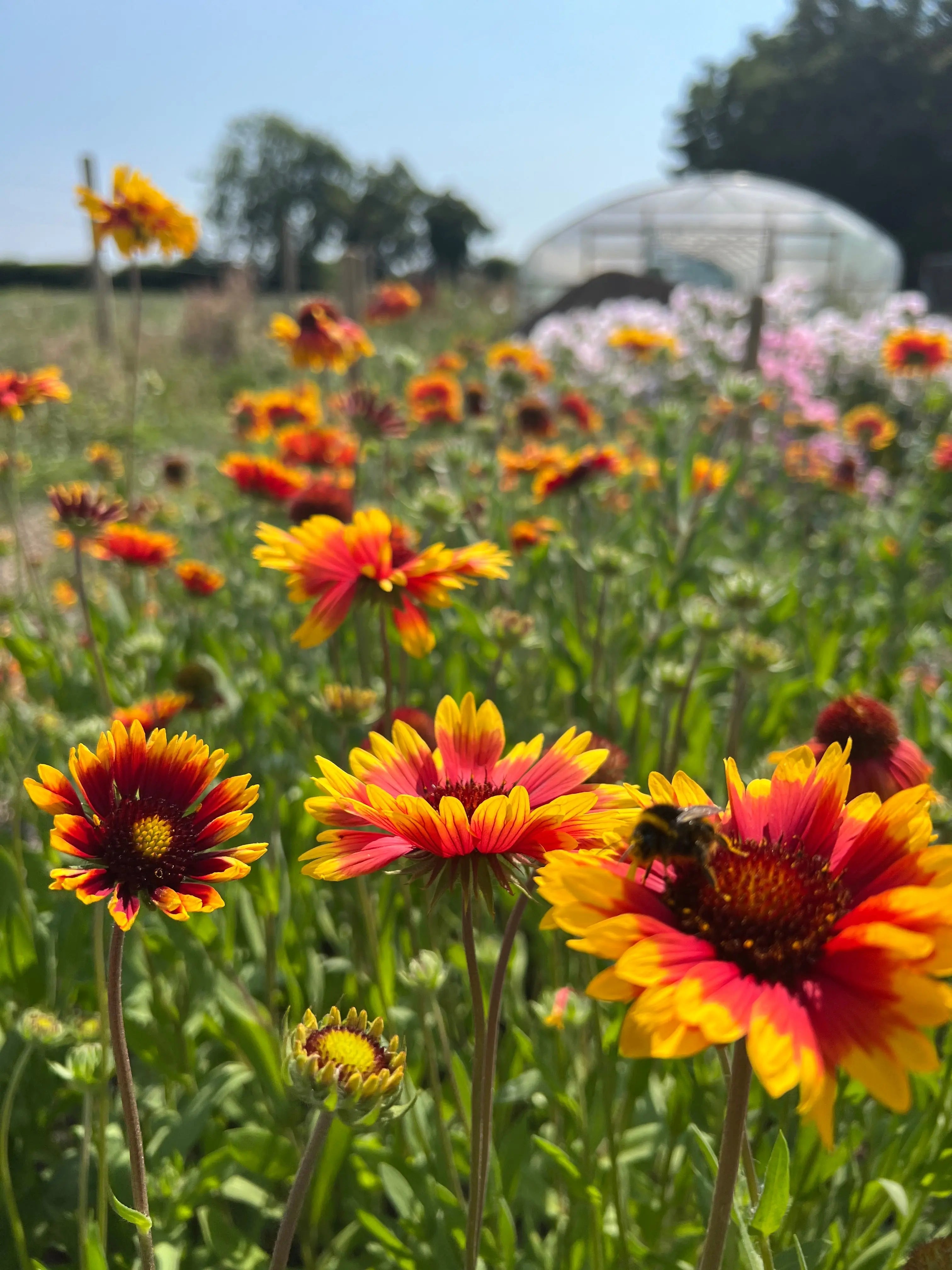 Gaillardia Aristata Bicolour Goblin - REGN