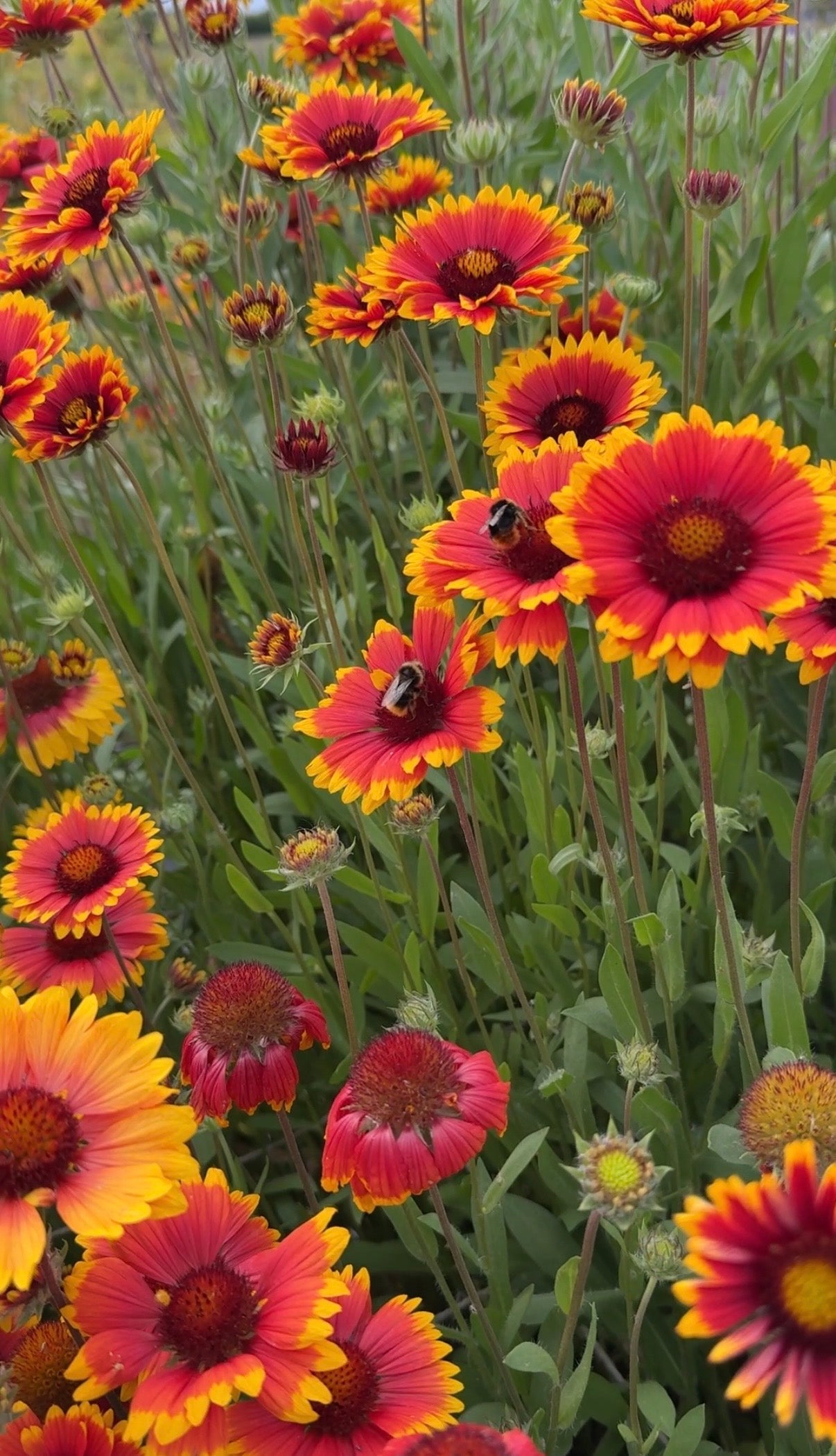 Gaillardia Aristata Bicolour Goblin - REGN