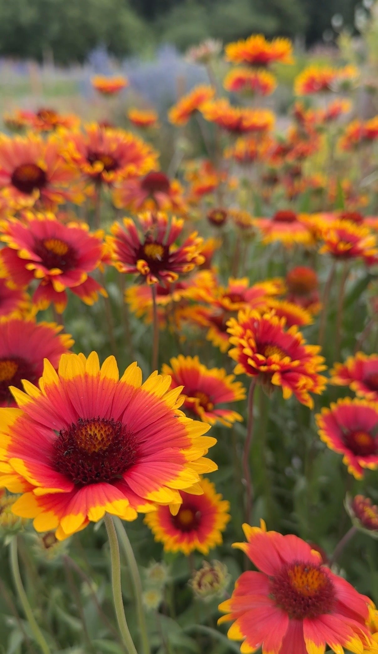 Gaillardia Aristata Bicolour Goblin - REGN