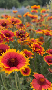 Gaillardia Aristata Bicolour Goblin - REGN