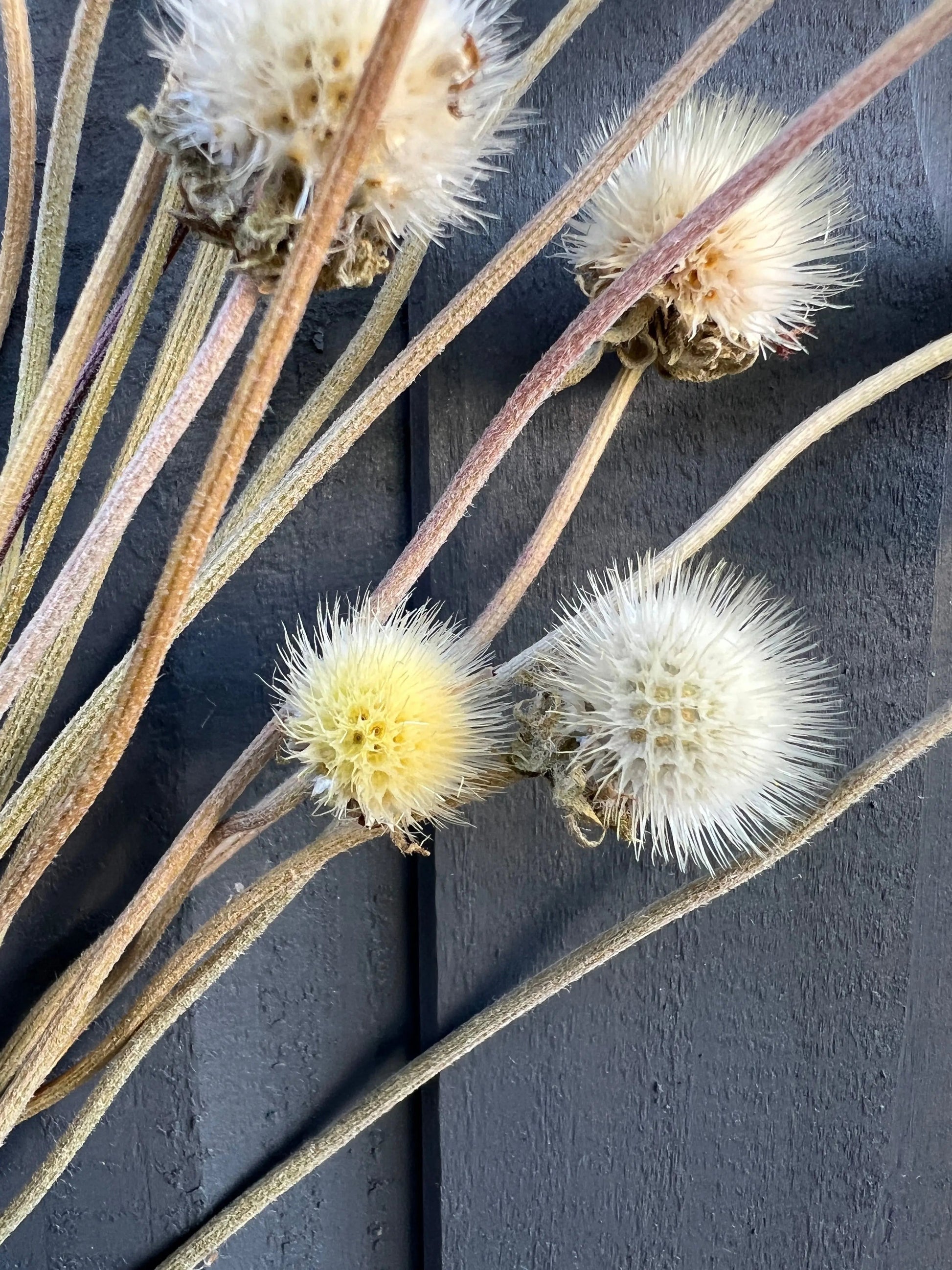 Gaillardia Seed Heads Dried - REGN