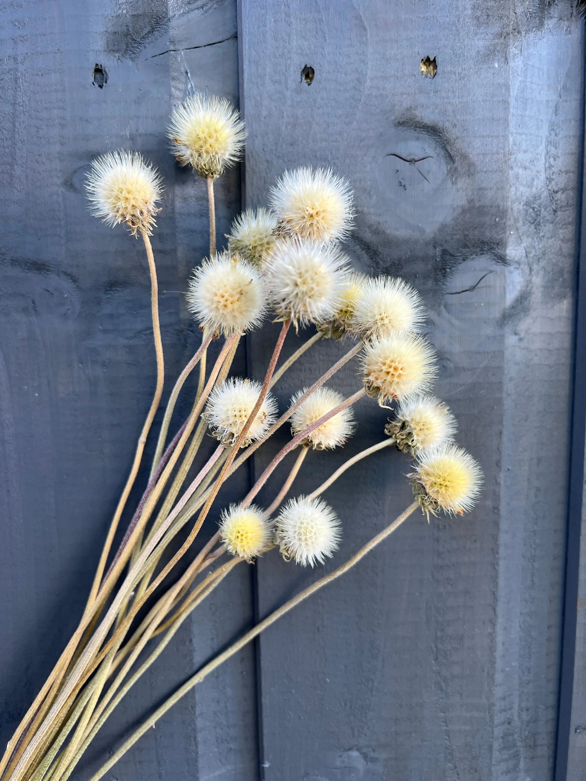 Gaillardia Seed Heads Dried - REGN