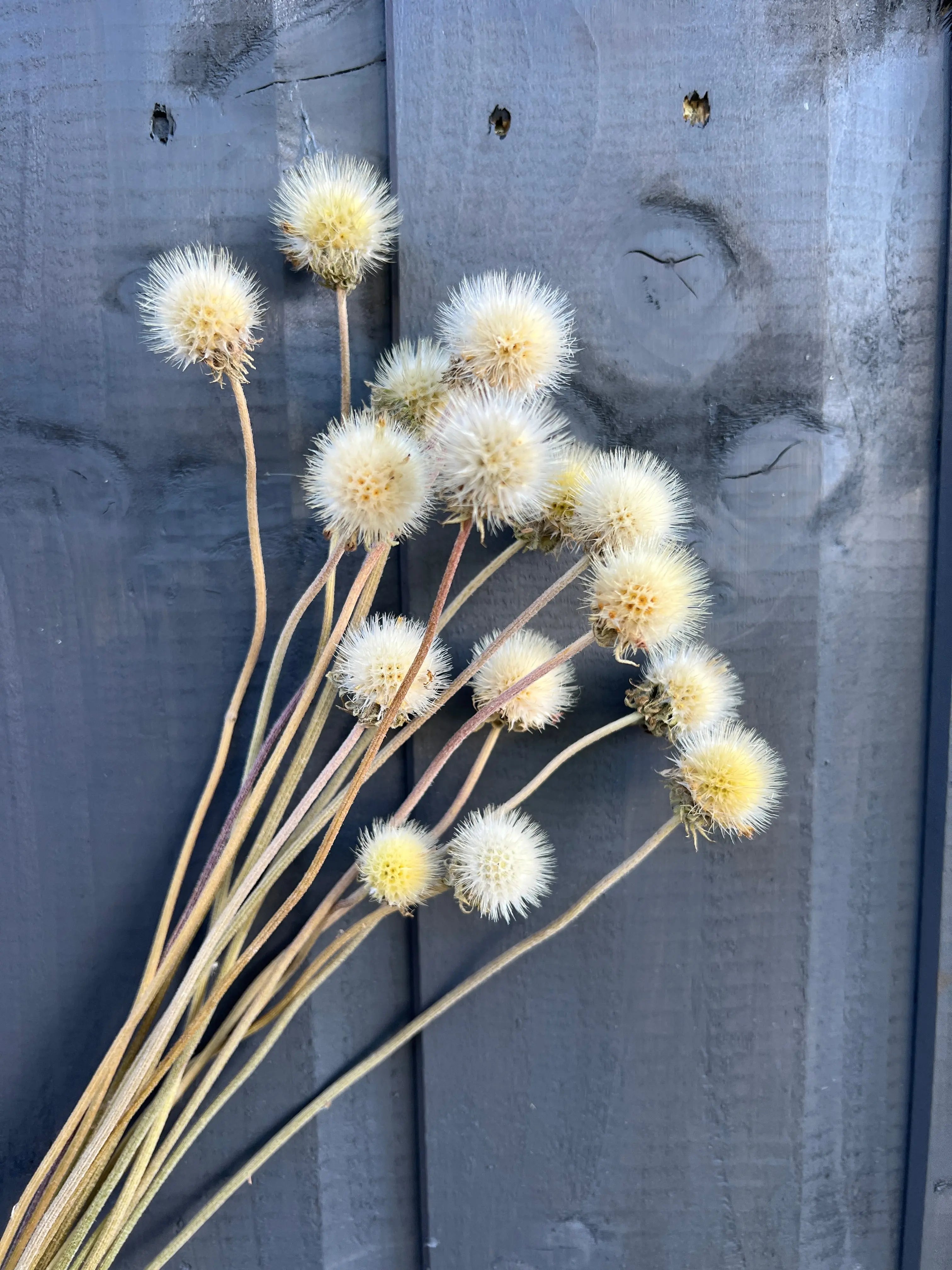 Gaillardia Seed Heads Dried - REGN