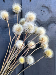 Gaillardia Seed Heads Dried - REGN