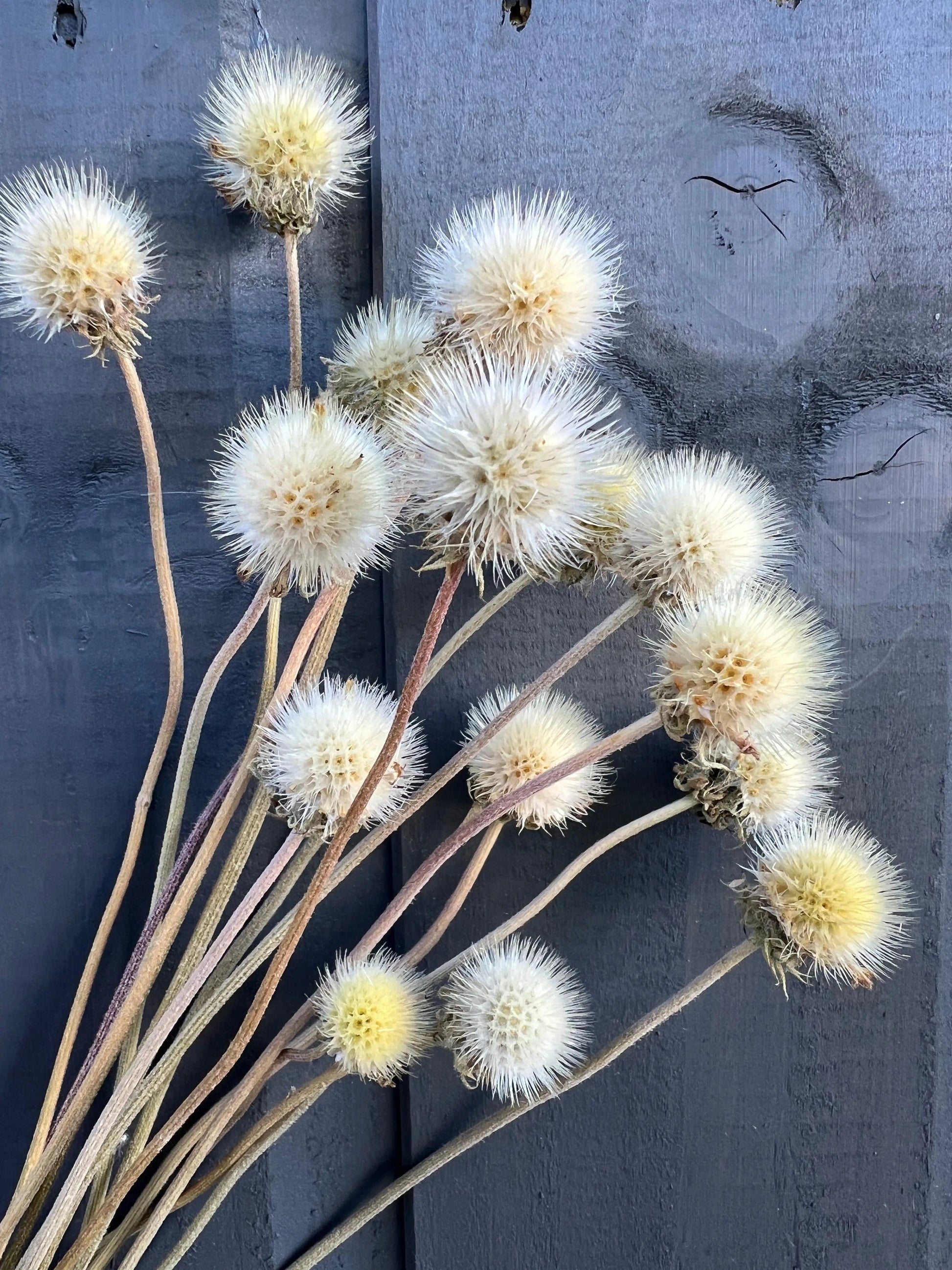 Gaillardia Seed Heads Dried - REGN