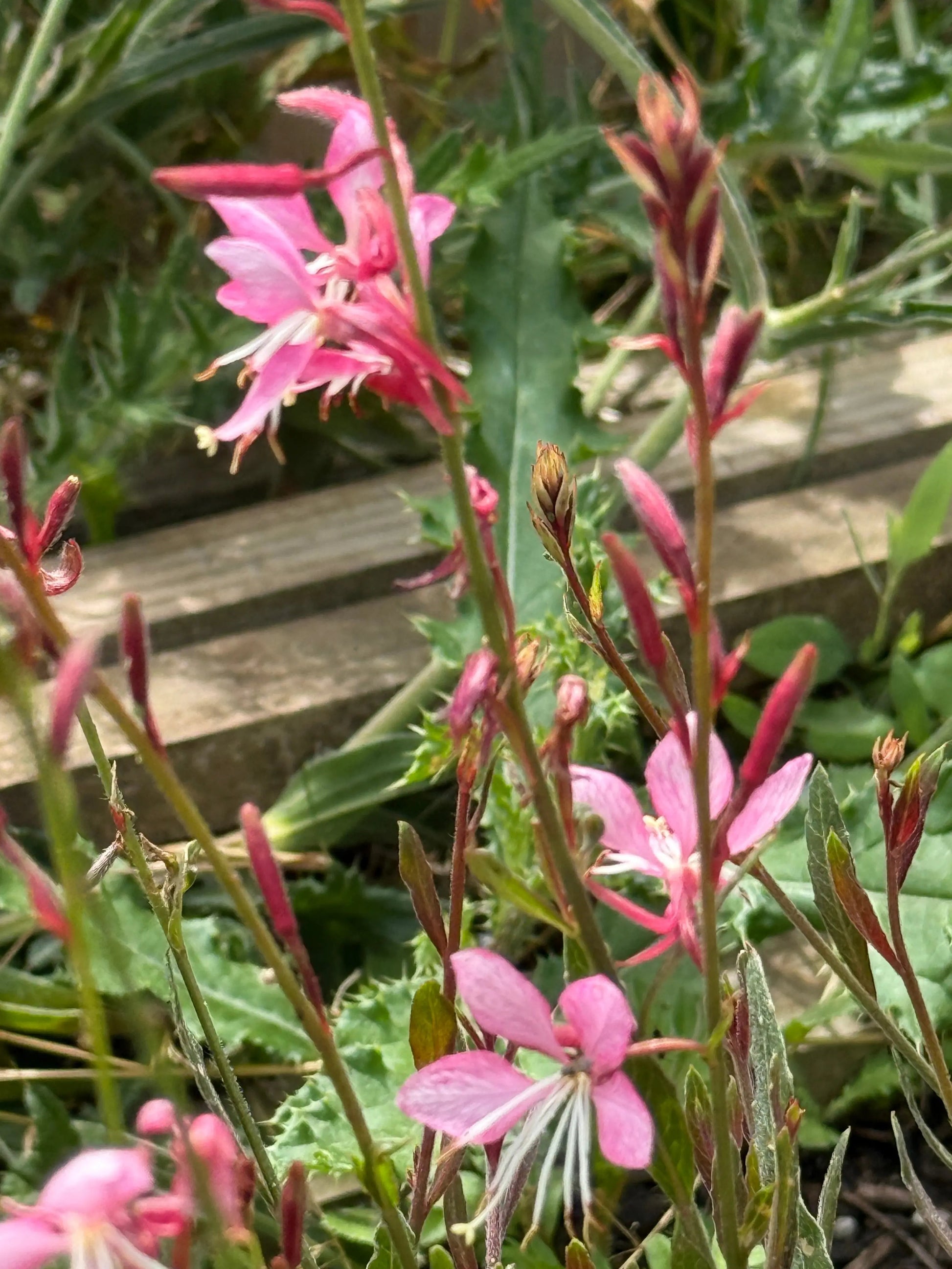 Gaura 'Pink Bouquet' - REGN