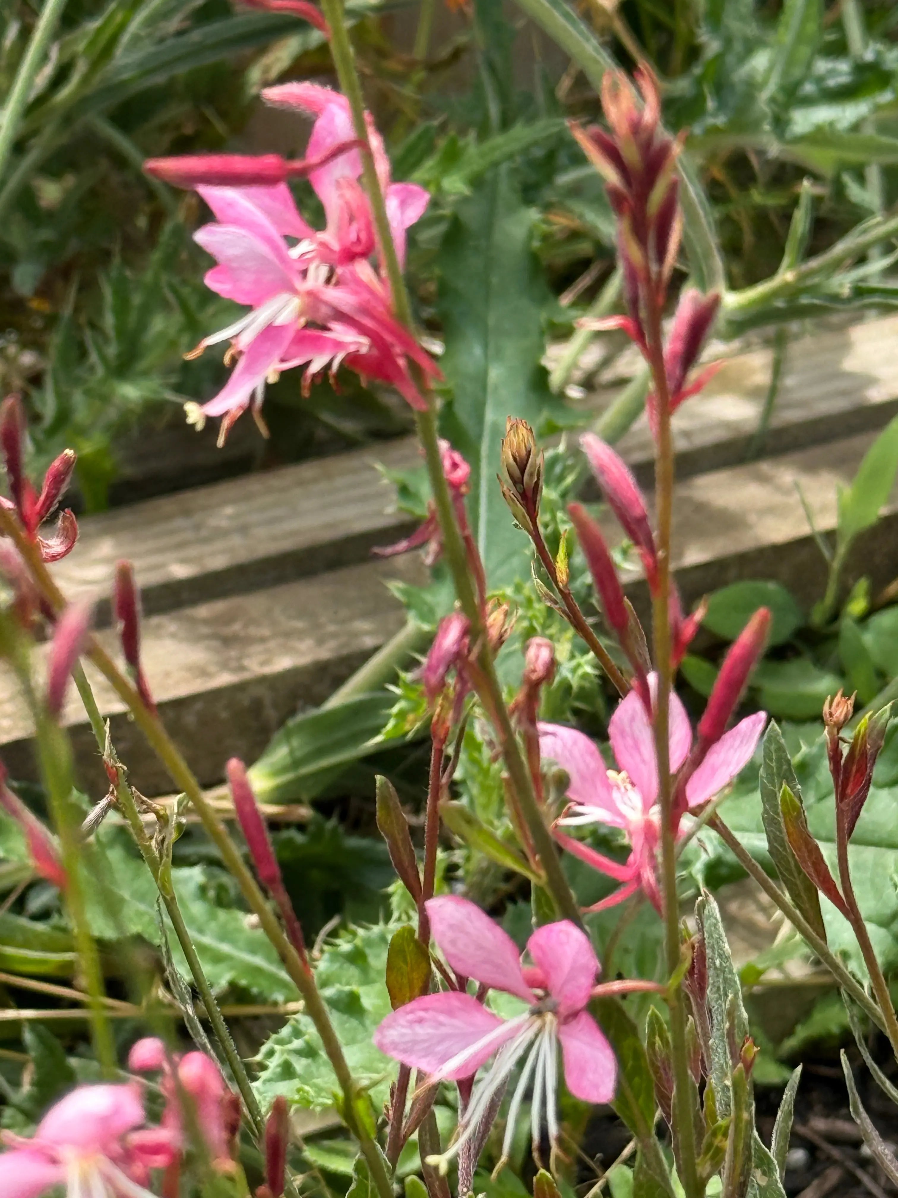 Gaura 'Pink Bouquet' - REGN