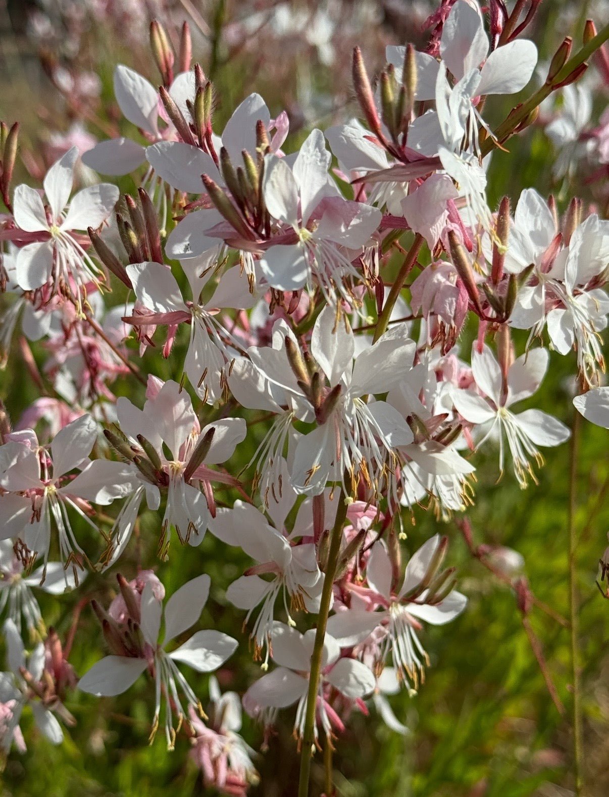 Gaura 'The Bride' - REGN