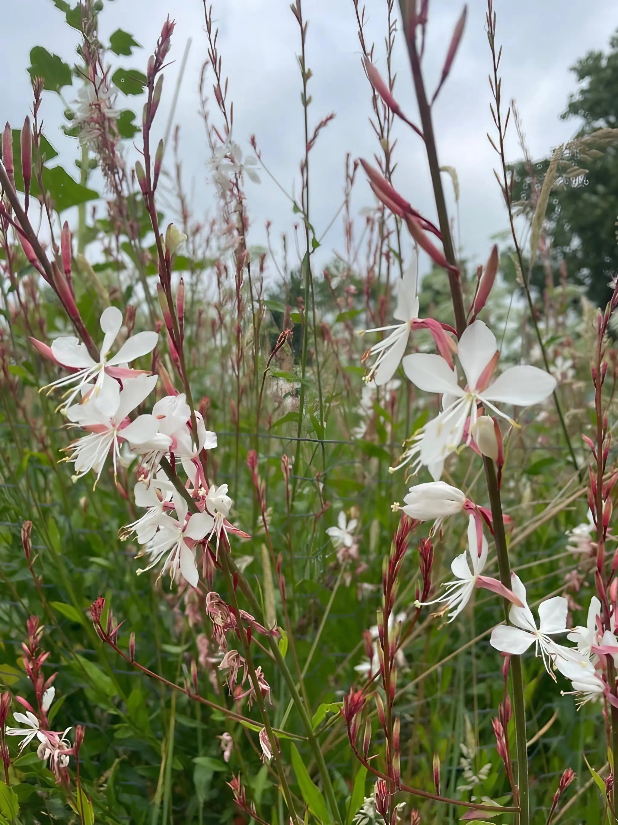 Gaura 'The Bride' - REGN