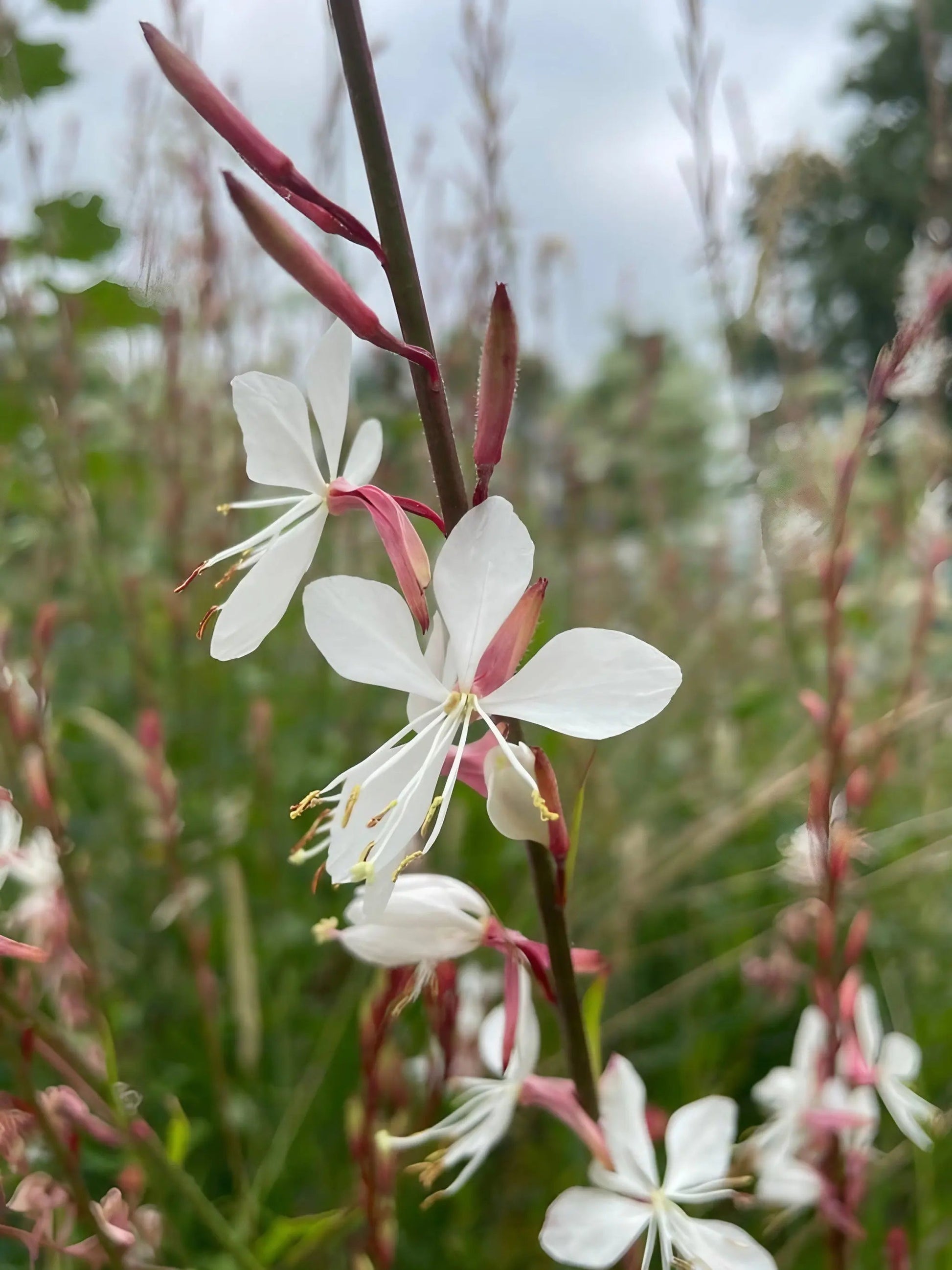Gaura 'The Bride' - REGN