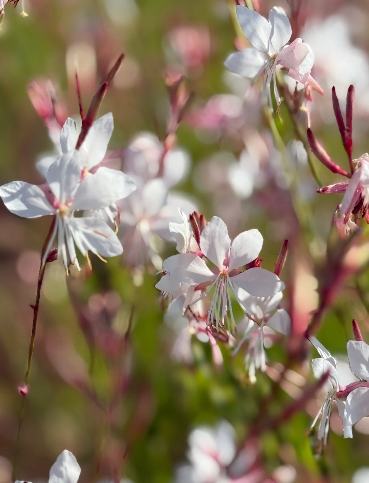 Gaura 'The Bride' - REGN