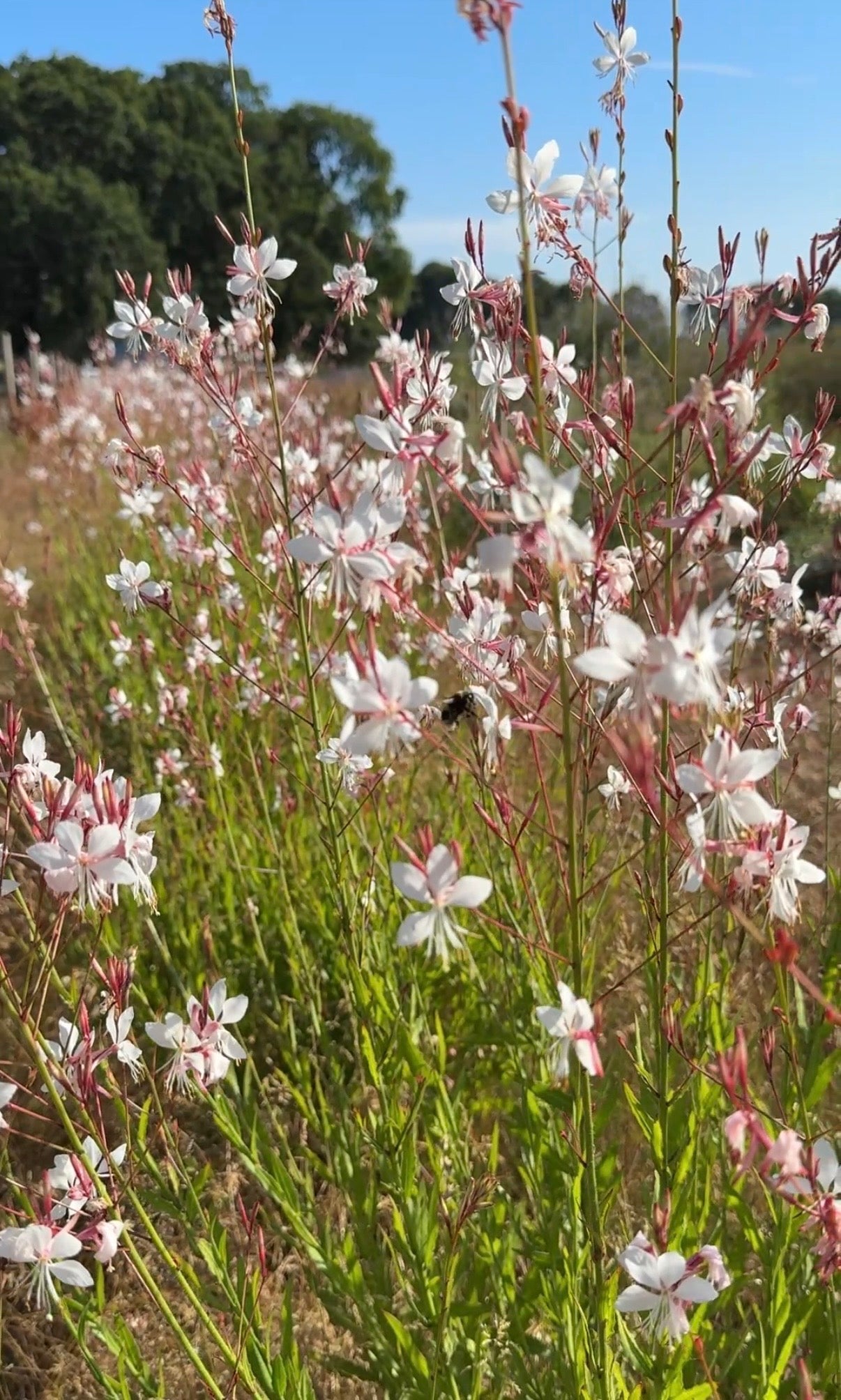 Gaura 'The Bride' - REGN