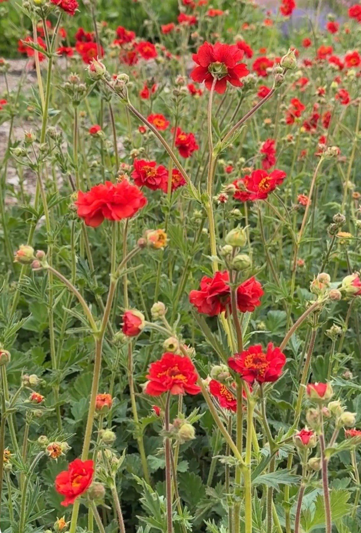 Geum Mrs Bradshaw - REGN