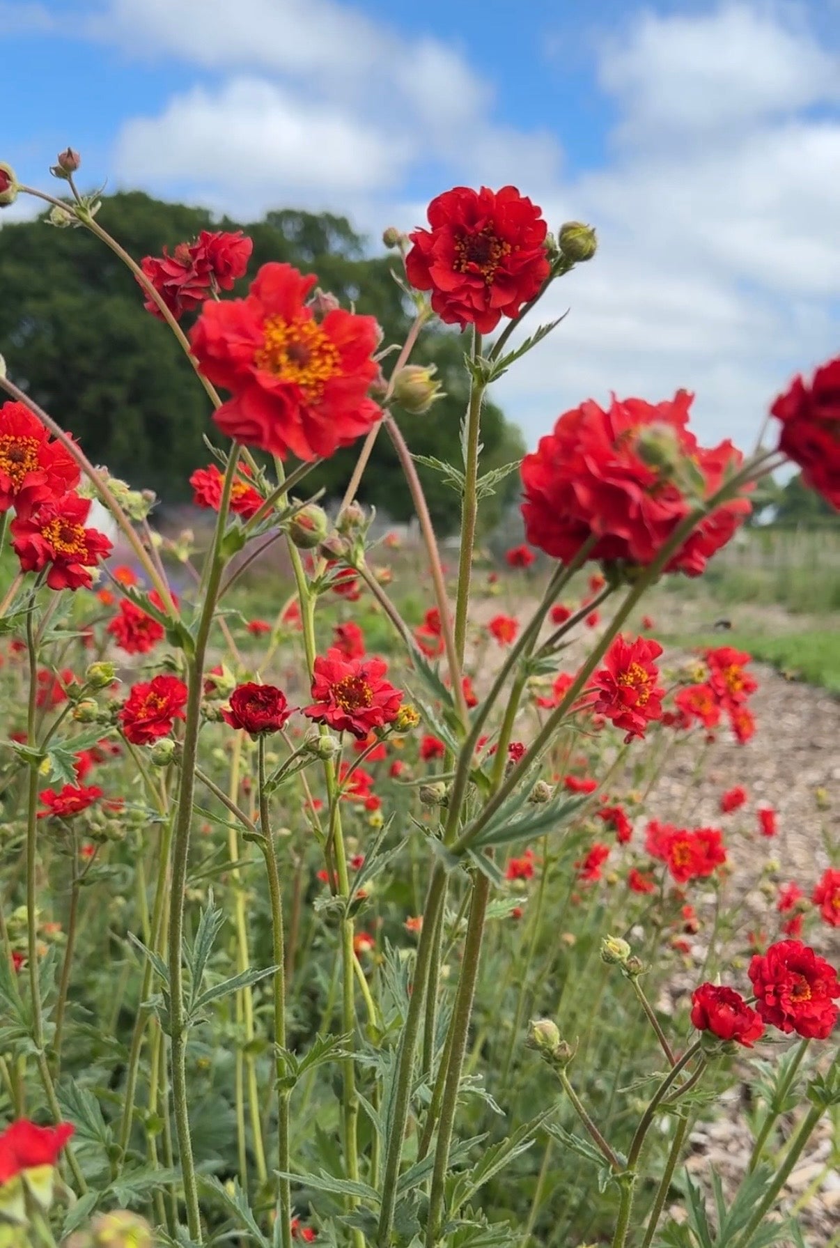 Geum Mrs Bradshaw - REGN