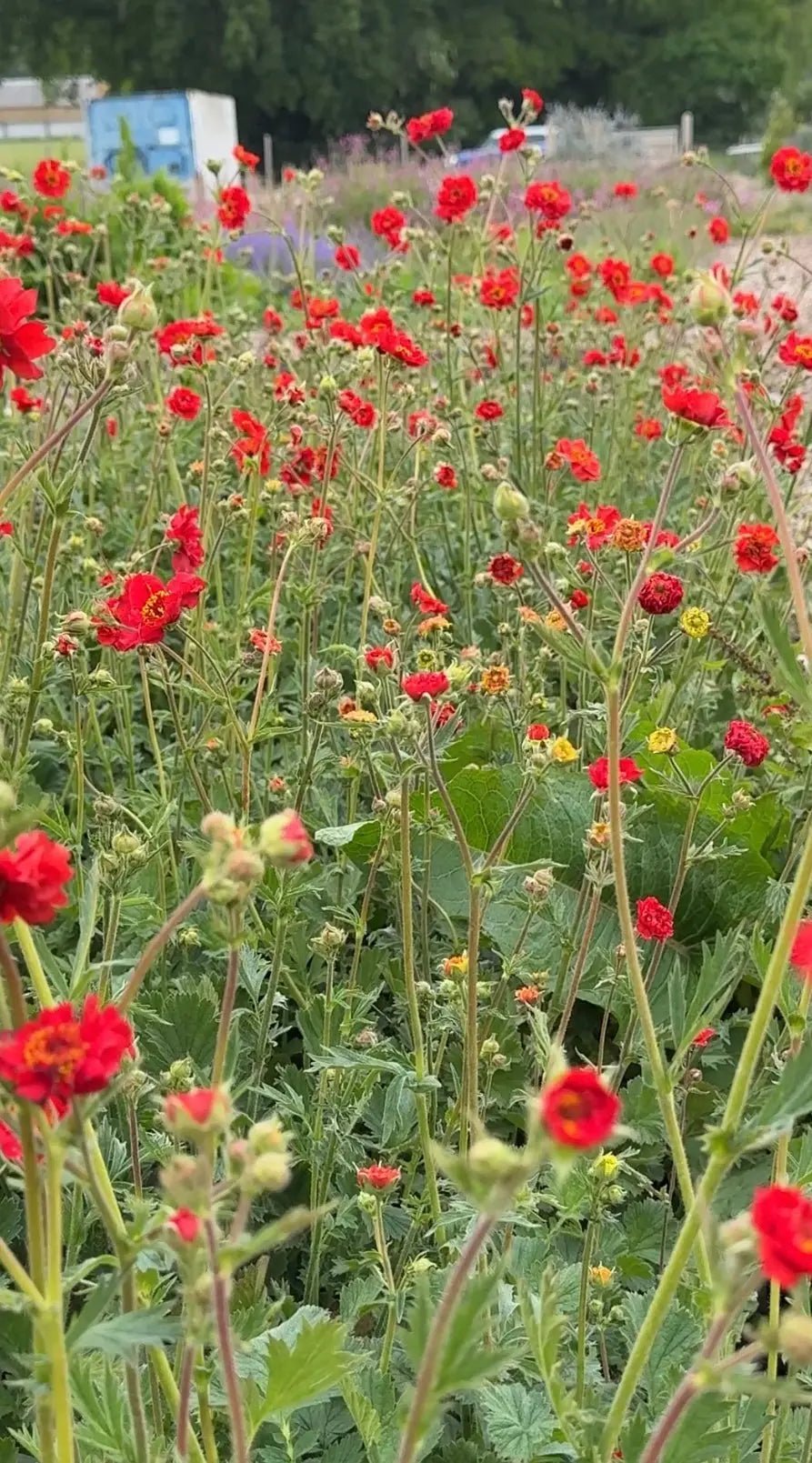 Geum Mrs Bradshaw - REGN