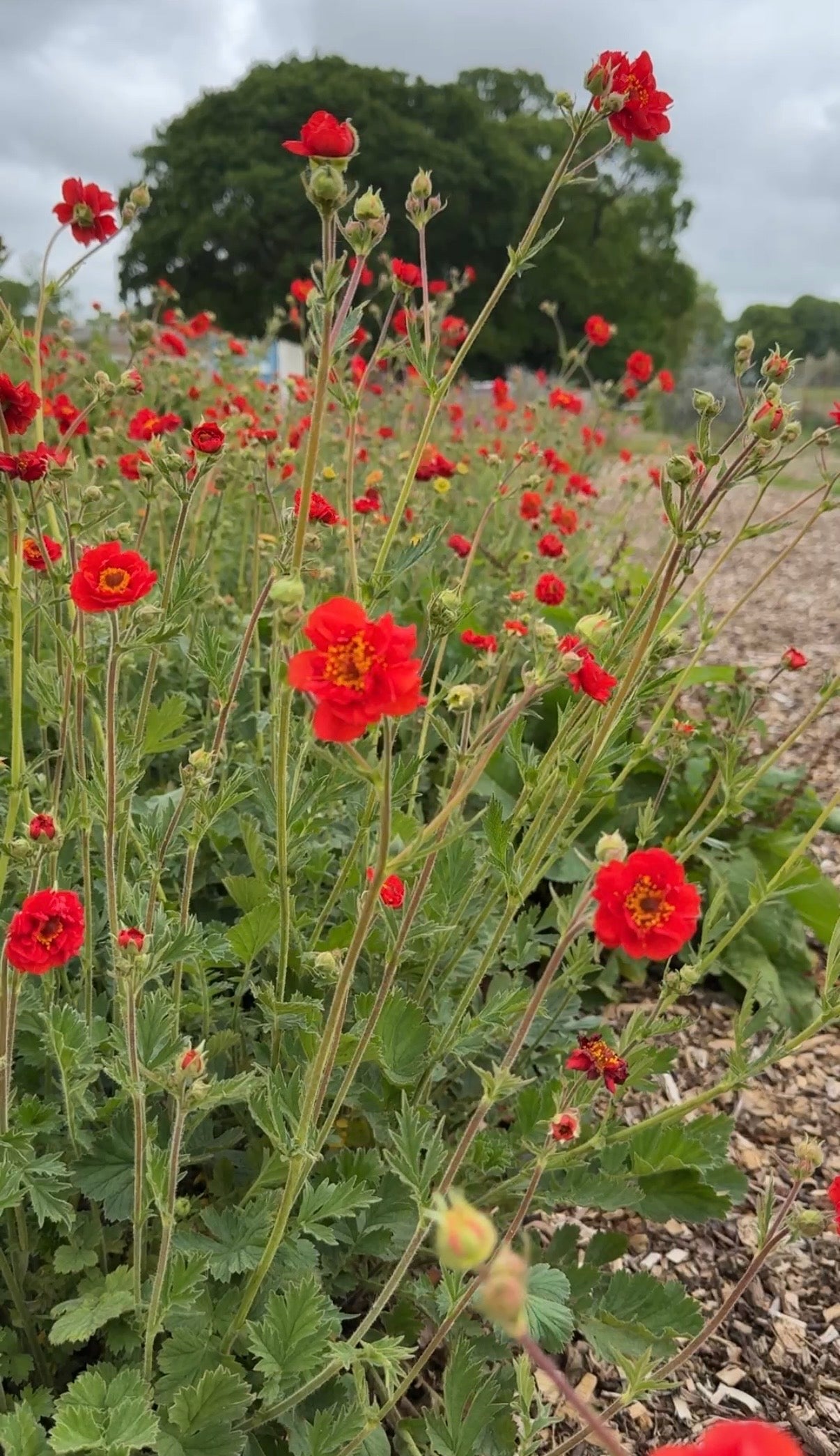 Geum Mrs Bradshaw - REGN